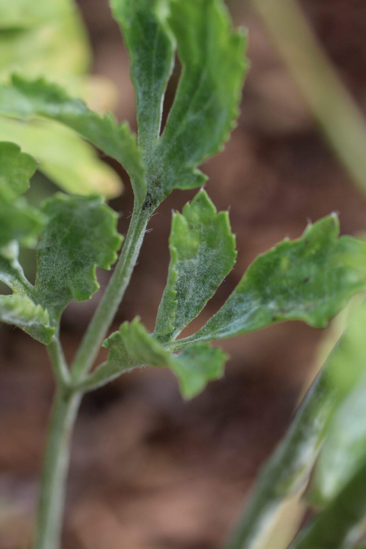 Powdery Mildew on Ranunculus Leaf