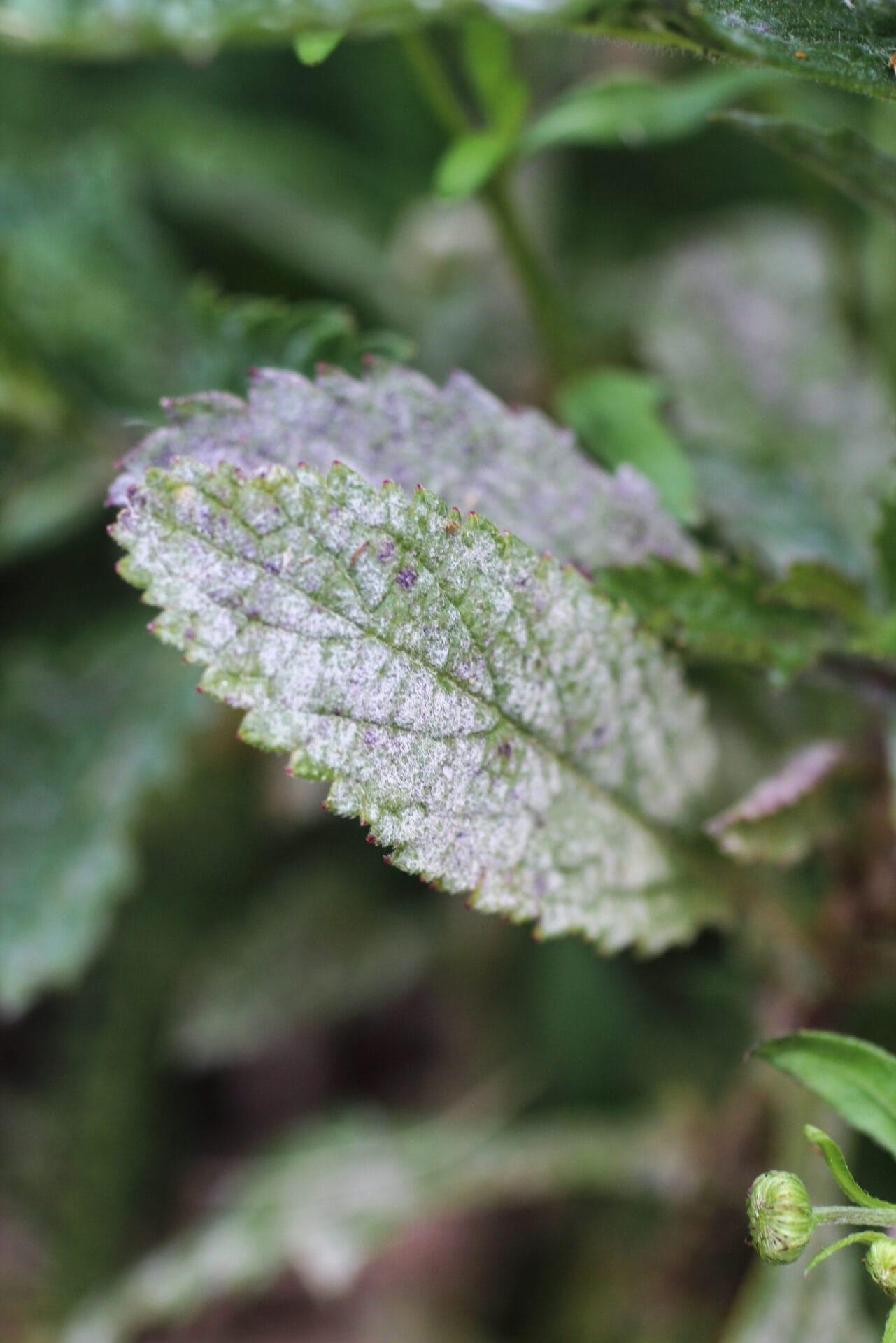 Powdery Mildew on leaf