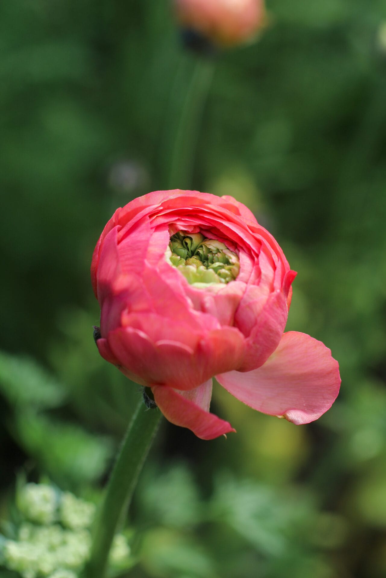 Ranunculus are prone to powdery mildew