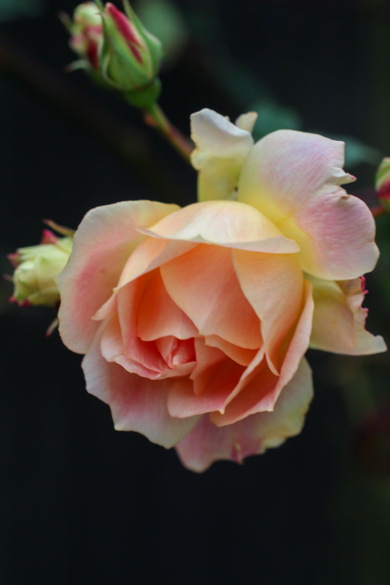 Roses are prone to Black Spot