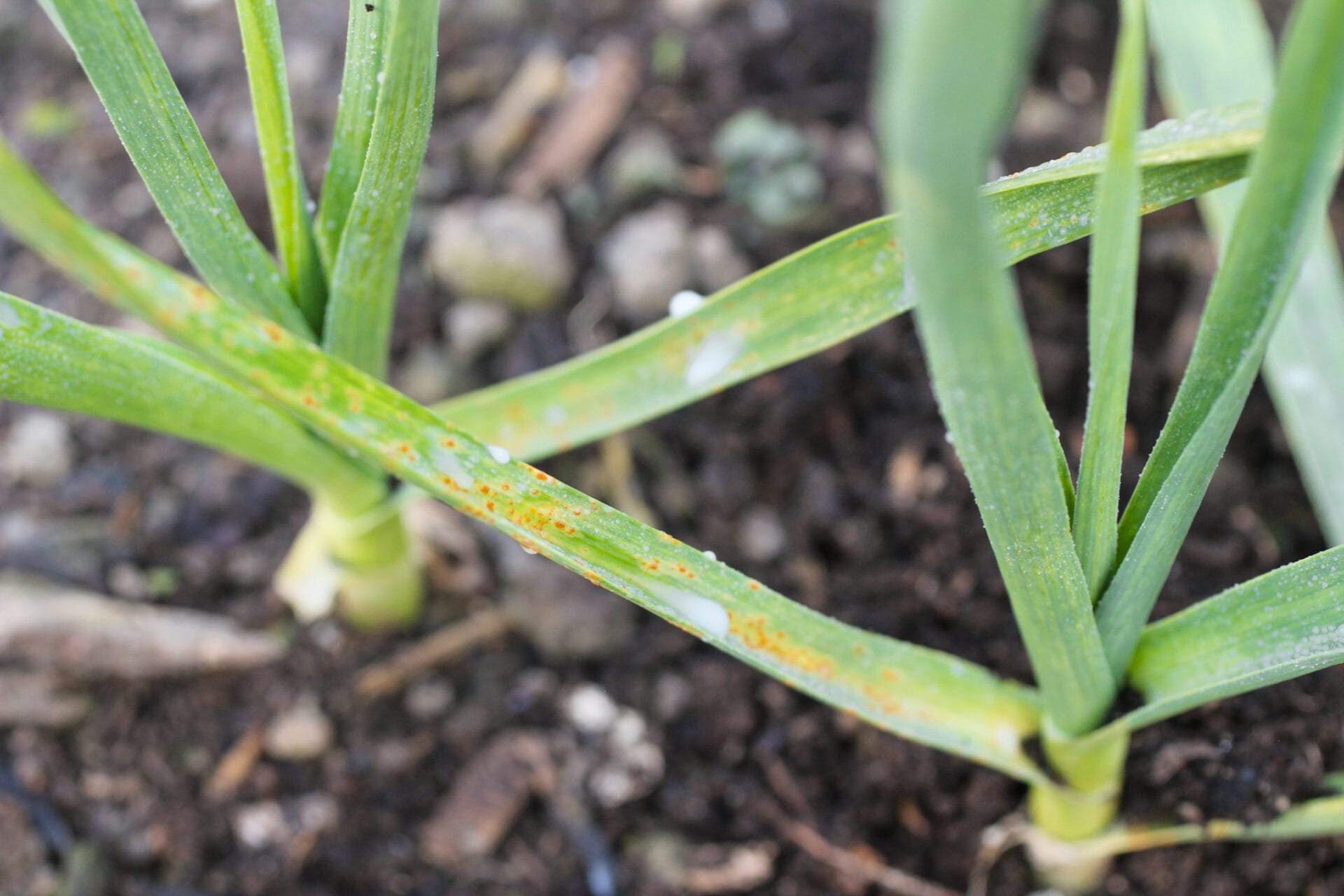 Rust on Garlic