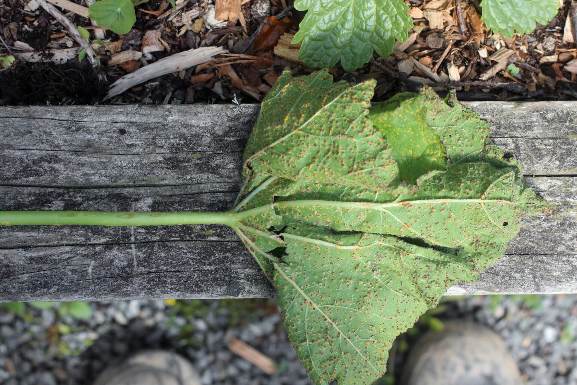 Rust on Hollyhock leaf