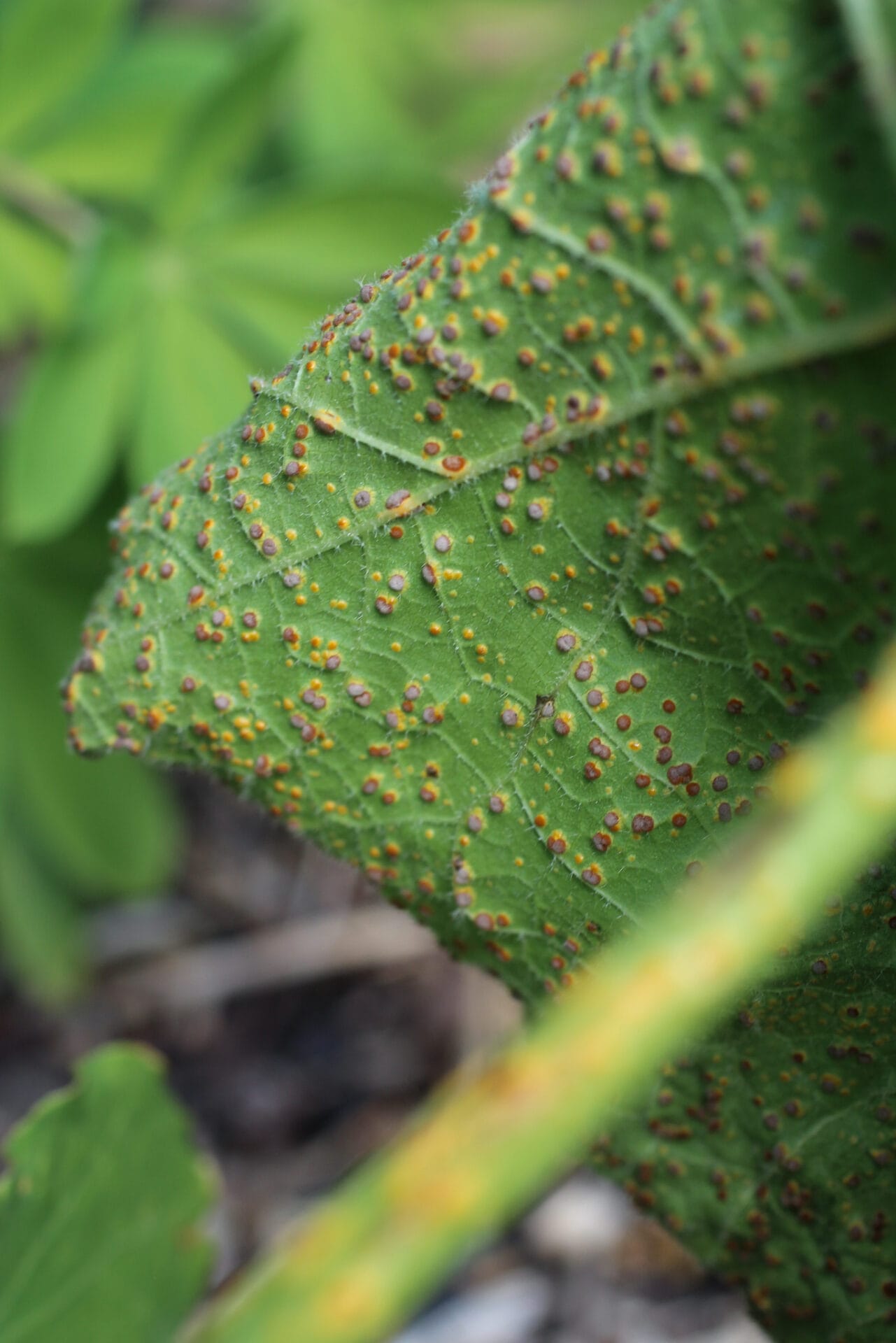 Rust on leaf