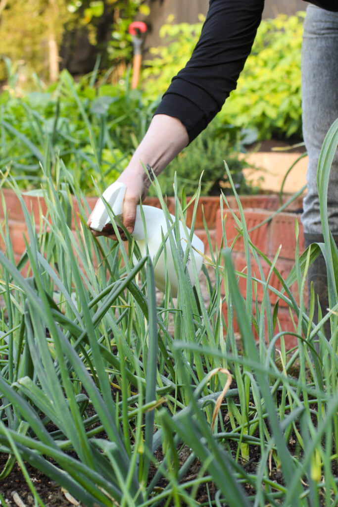 Spraying garlic with milk in @wellingtongarden