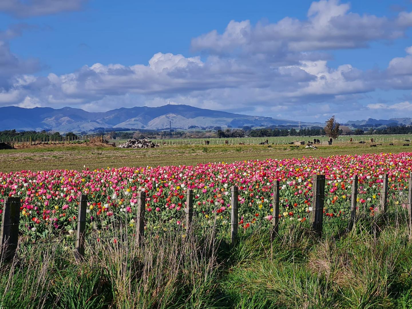 Tulip Field - NZ Bulbs