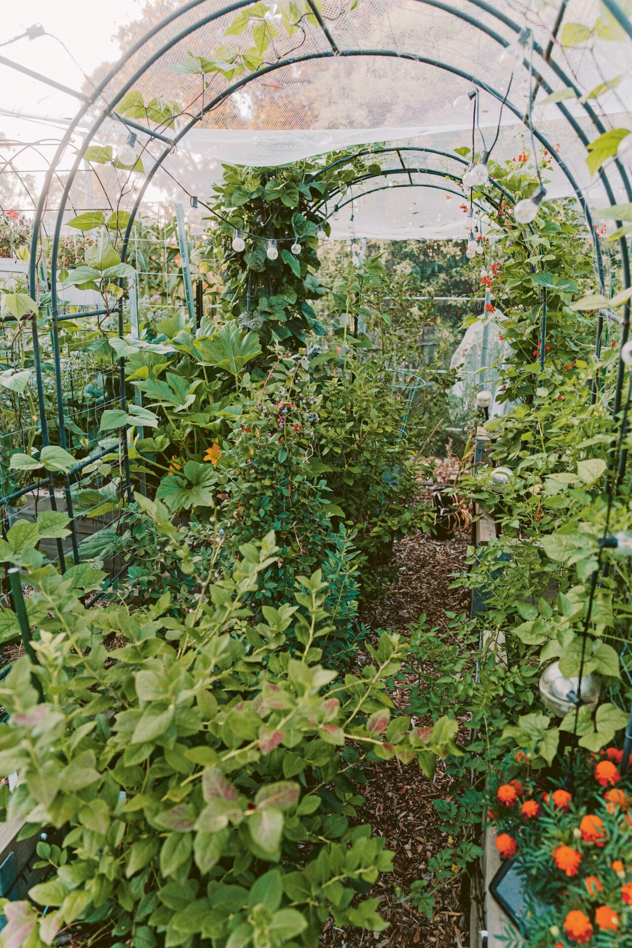 Your Asian Veggie Patch by Connie Cao Your Asian Veggie Patch by Connie Cao