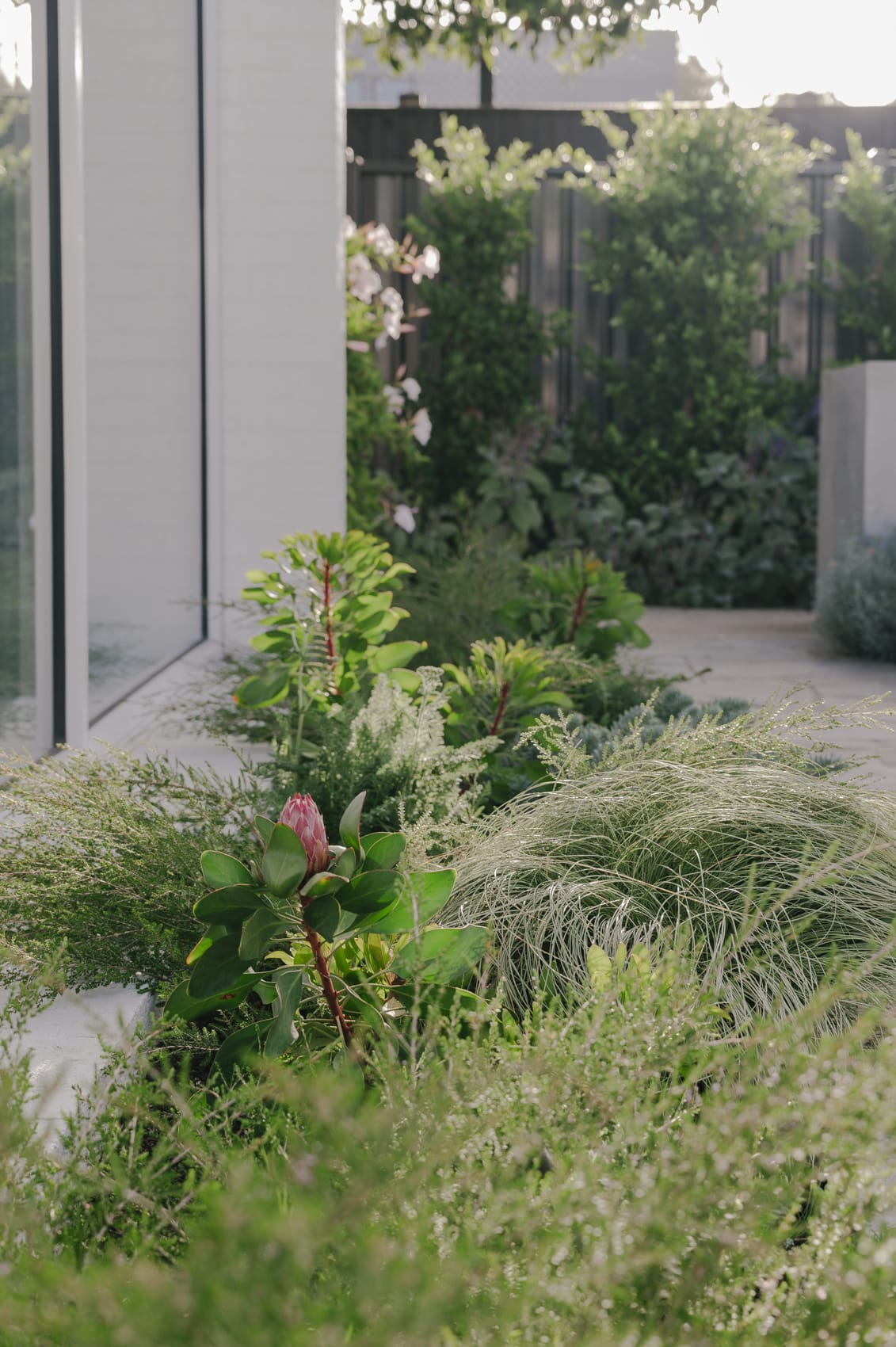 Xavier Street - Peachy Green Landscape Design - Sarah Pannell photography Peachy Green Landscape Design - Sarah Pannell photography