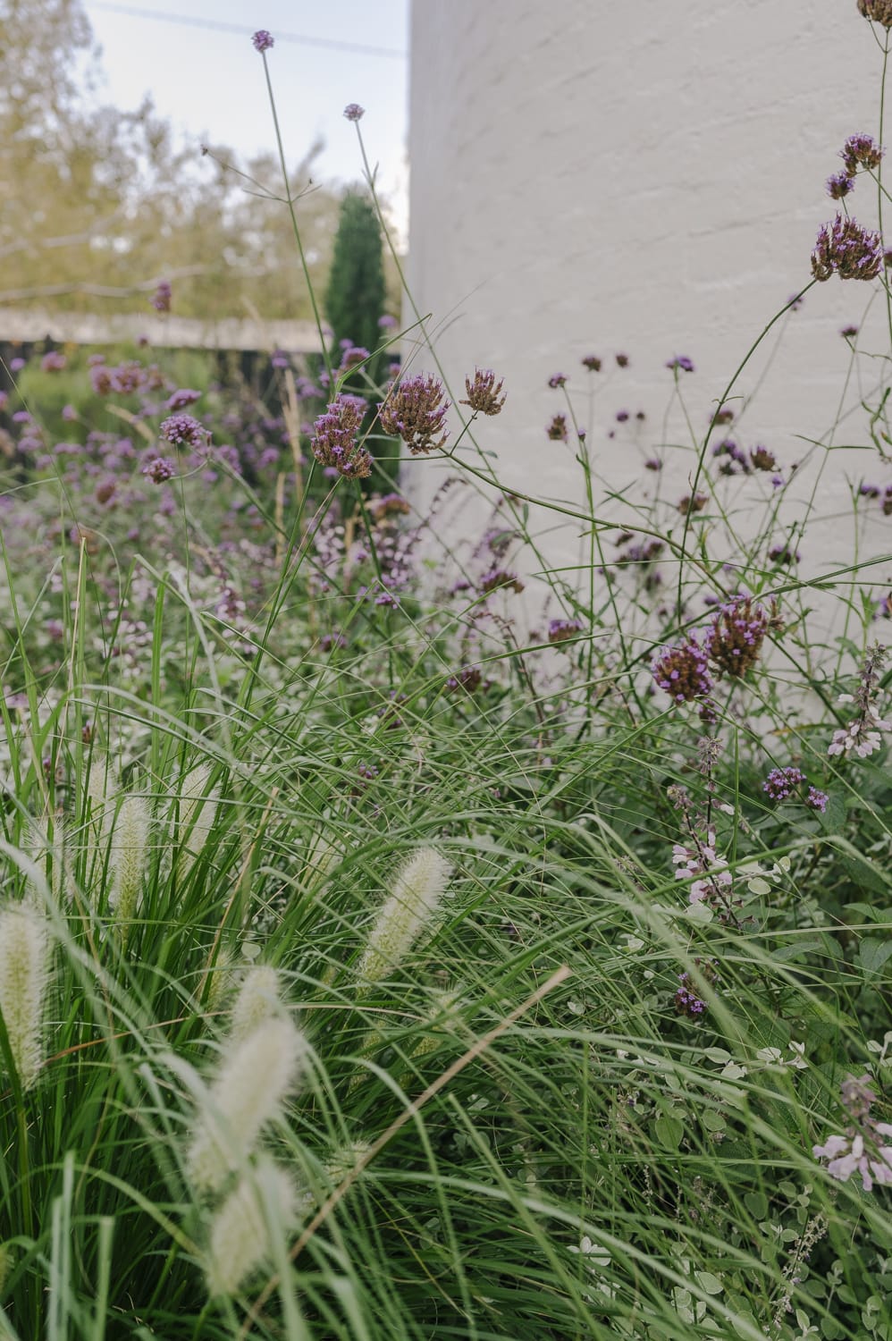 Xavier Street - Peachy Green Landscape Design - Sarah Pannell photography Peachy Green Landscape Design - Sarah Pannell photography
