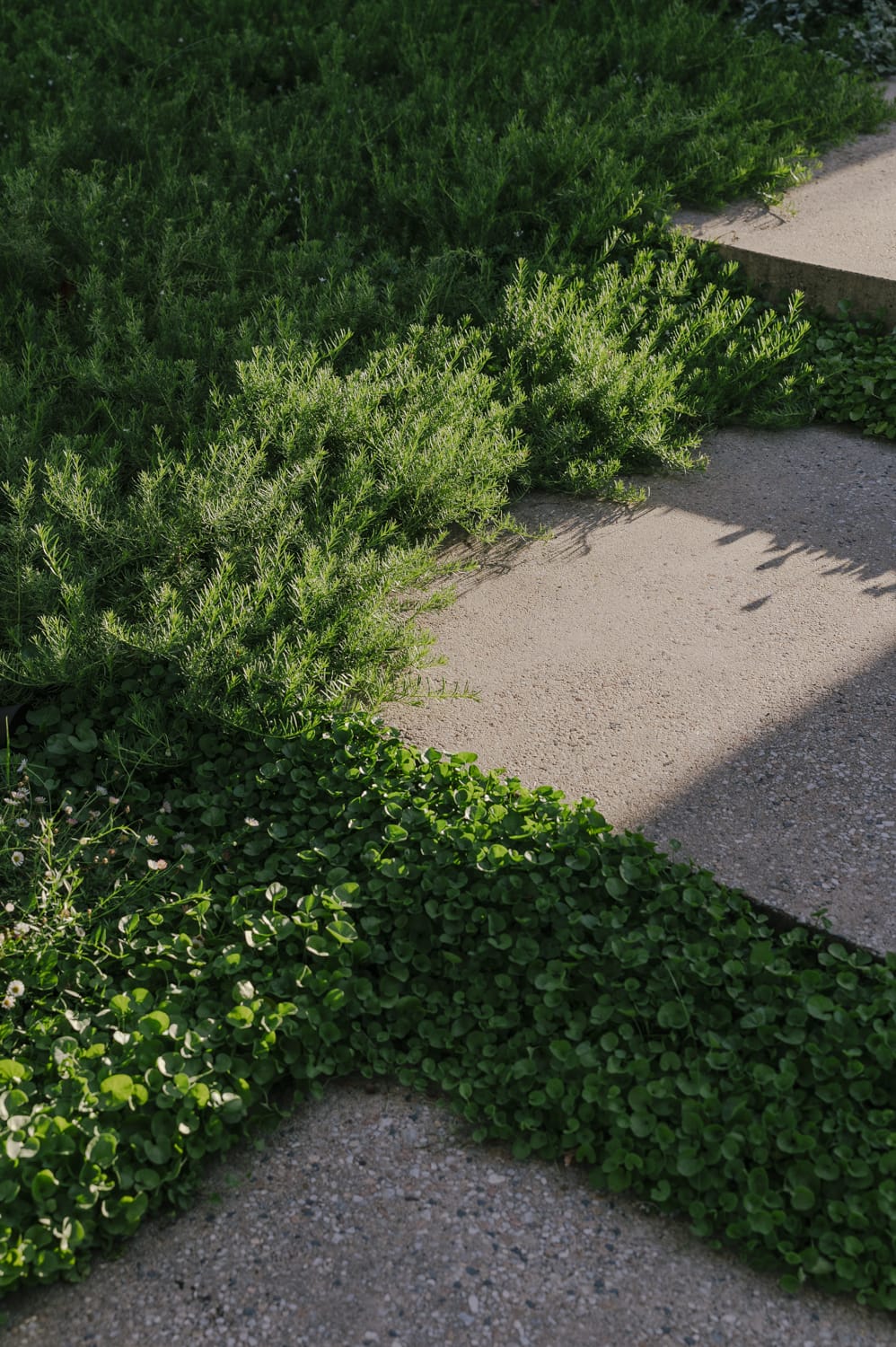 Xavier Street - Peachy Green Landscape Design - Sarah Pannell photography Peachy Green Landscape Design - Sarah Pannell photography