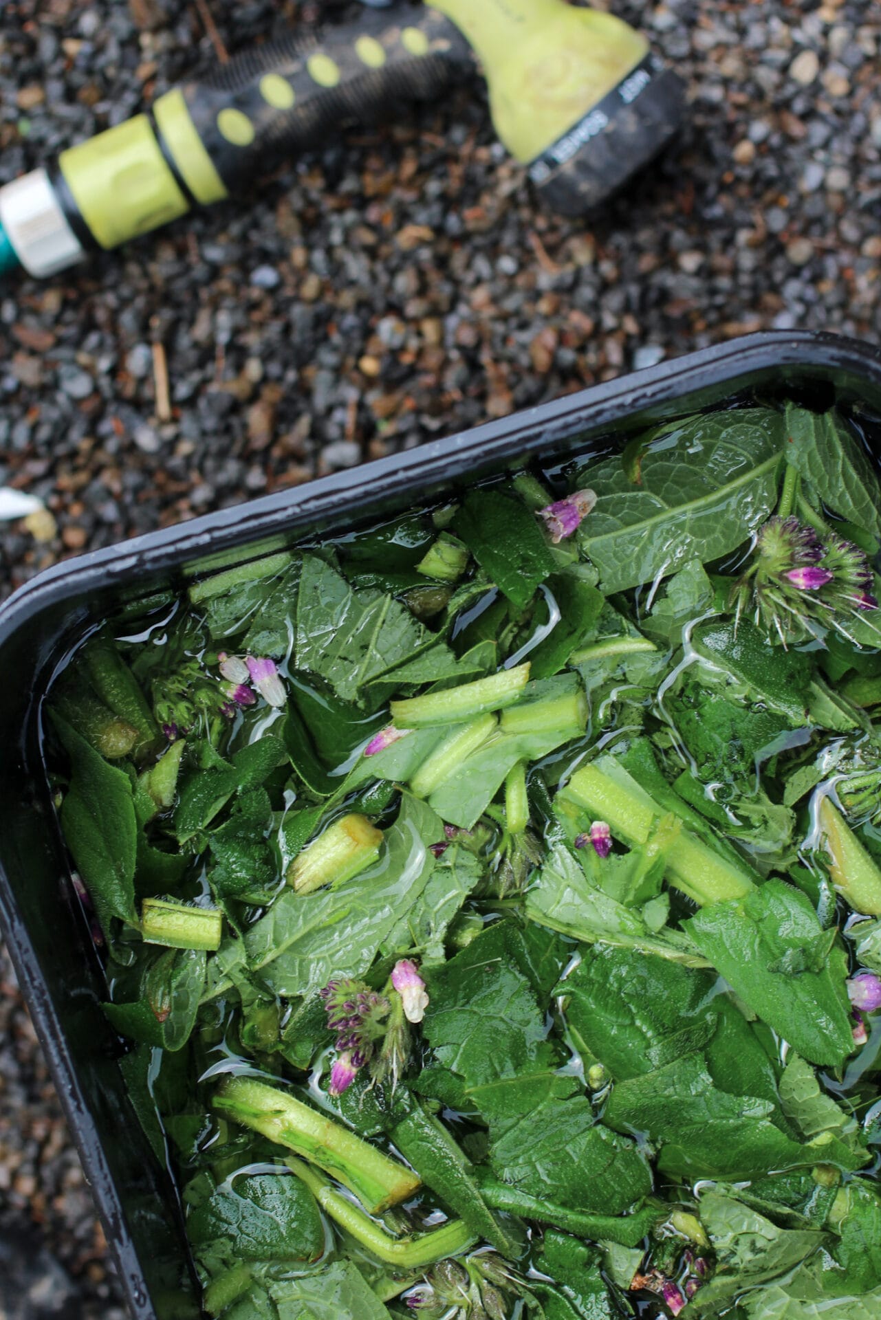 Add water to chopped up comfrey leaves
