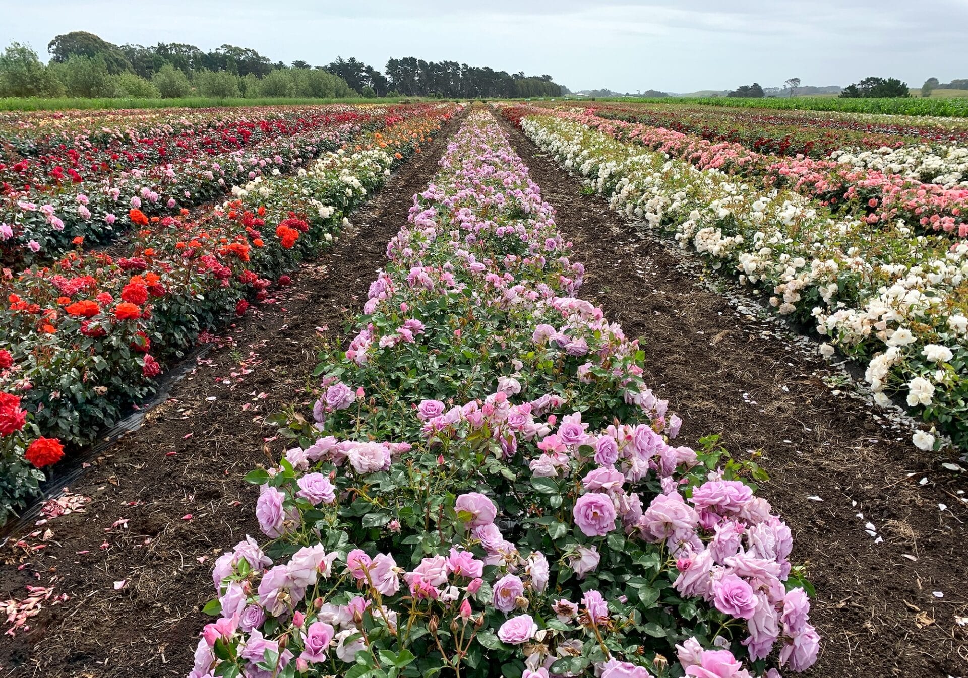 Matthew’s Nurseries Ltd