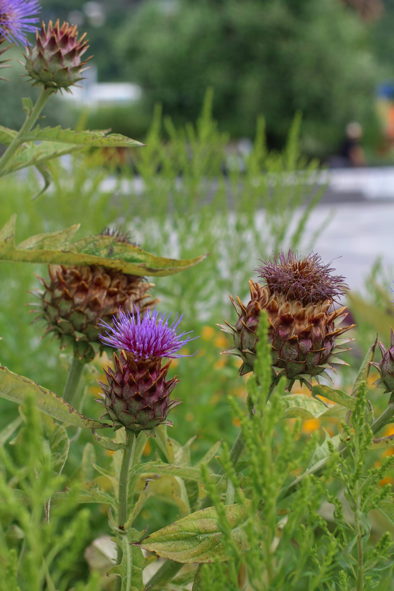 Pollinator gardening - Cardoon Thistle Pollinator gardening - Cardoon Thistle