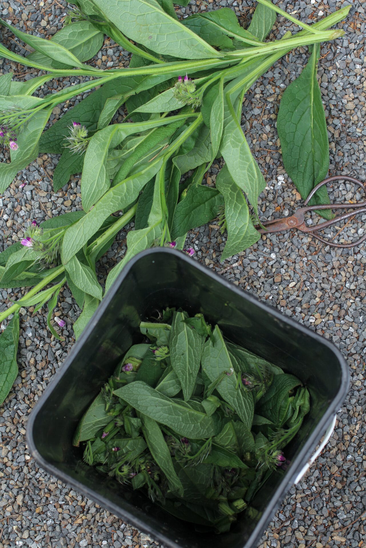 Chopped up comfrey leaves in bucket
