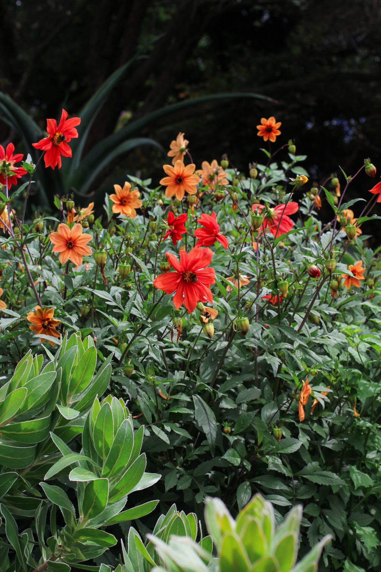 Pollinator gardening - Collarette Dahlia Pollinator gardening - Collarette Dahlia