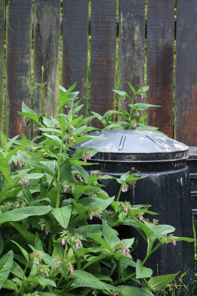 Comfrey growing next to compost bins