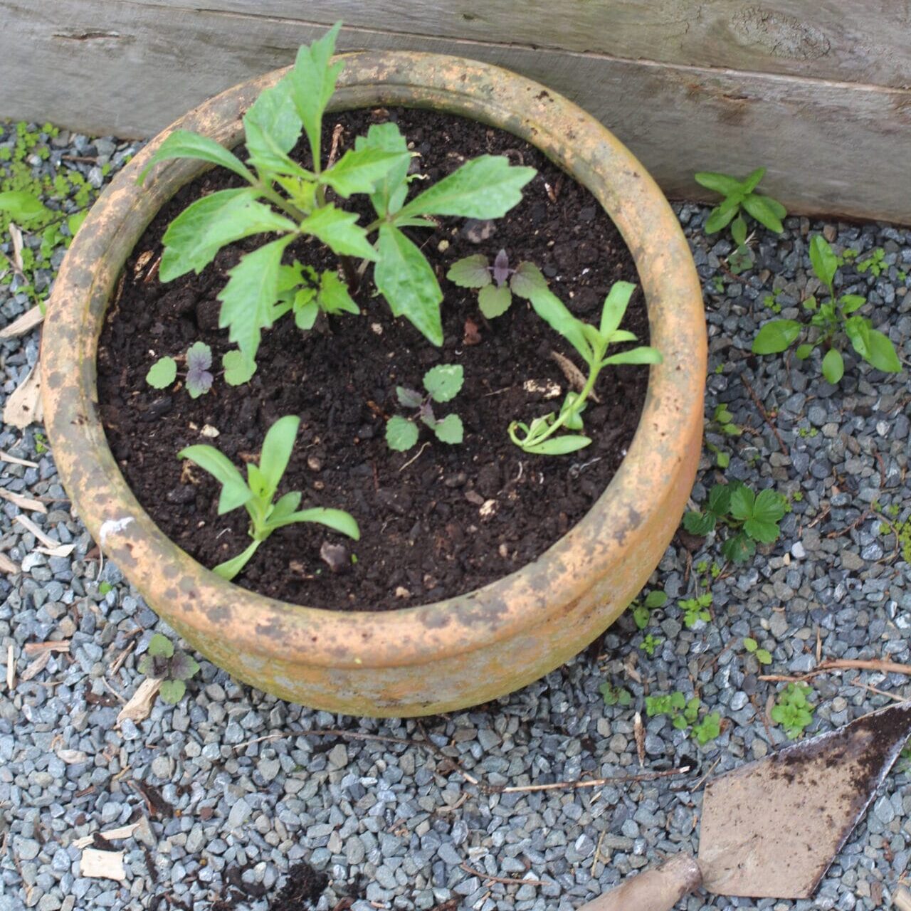 Creating an outdoor pot display using Dahlias, Agastasche & Phlox