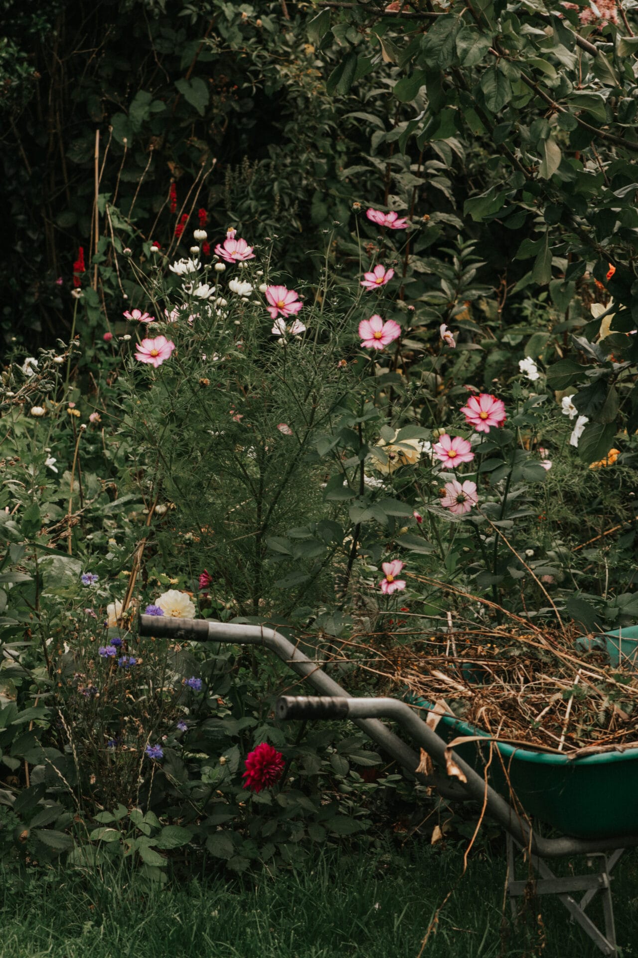 Boring Oat Milk Rescuing self-seeded seedlings