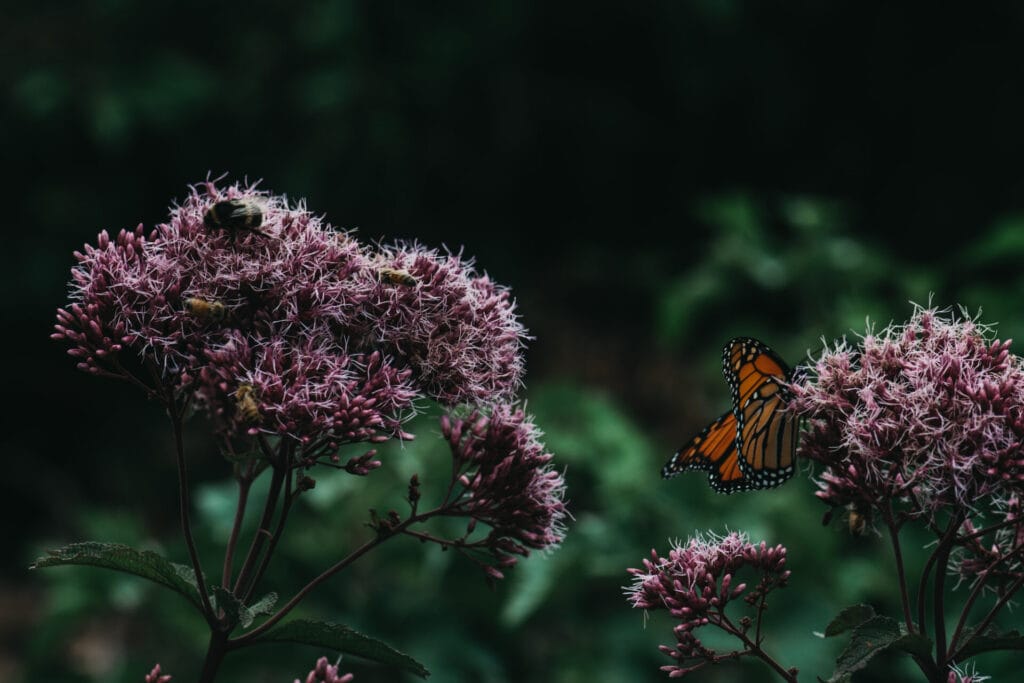 Pollination garden