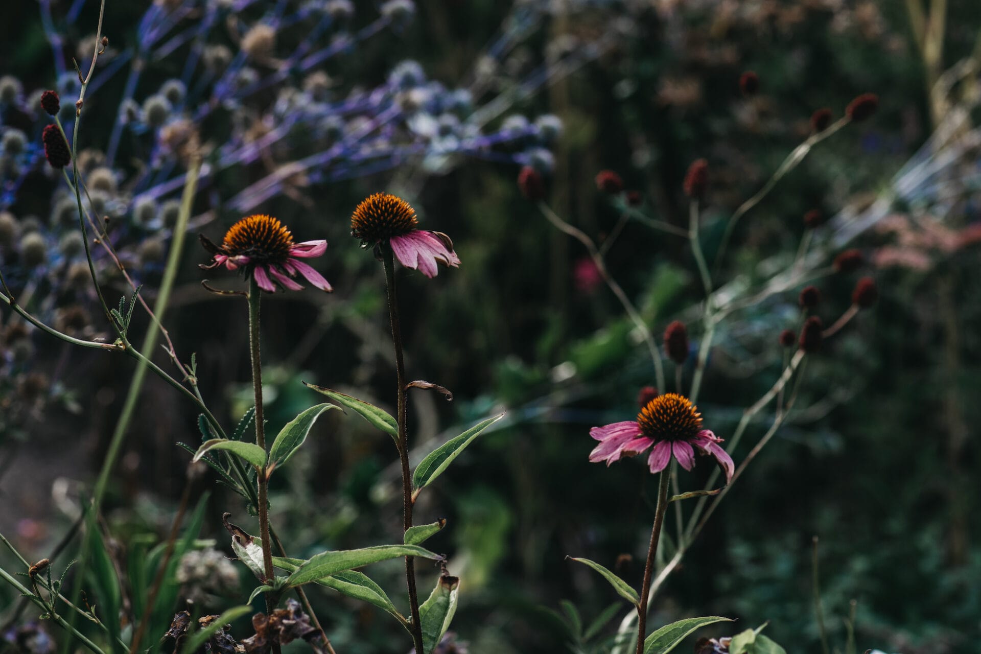 Pollination garden