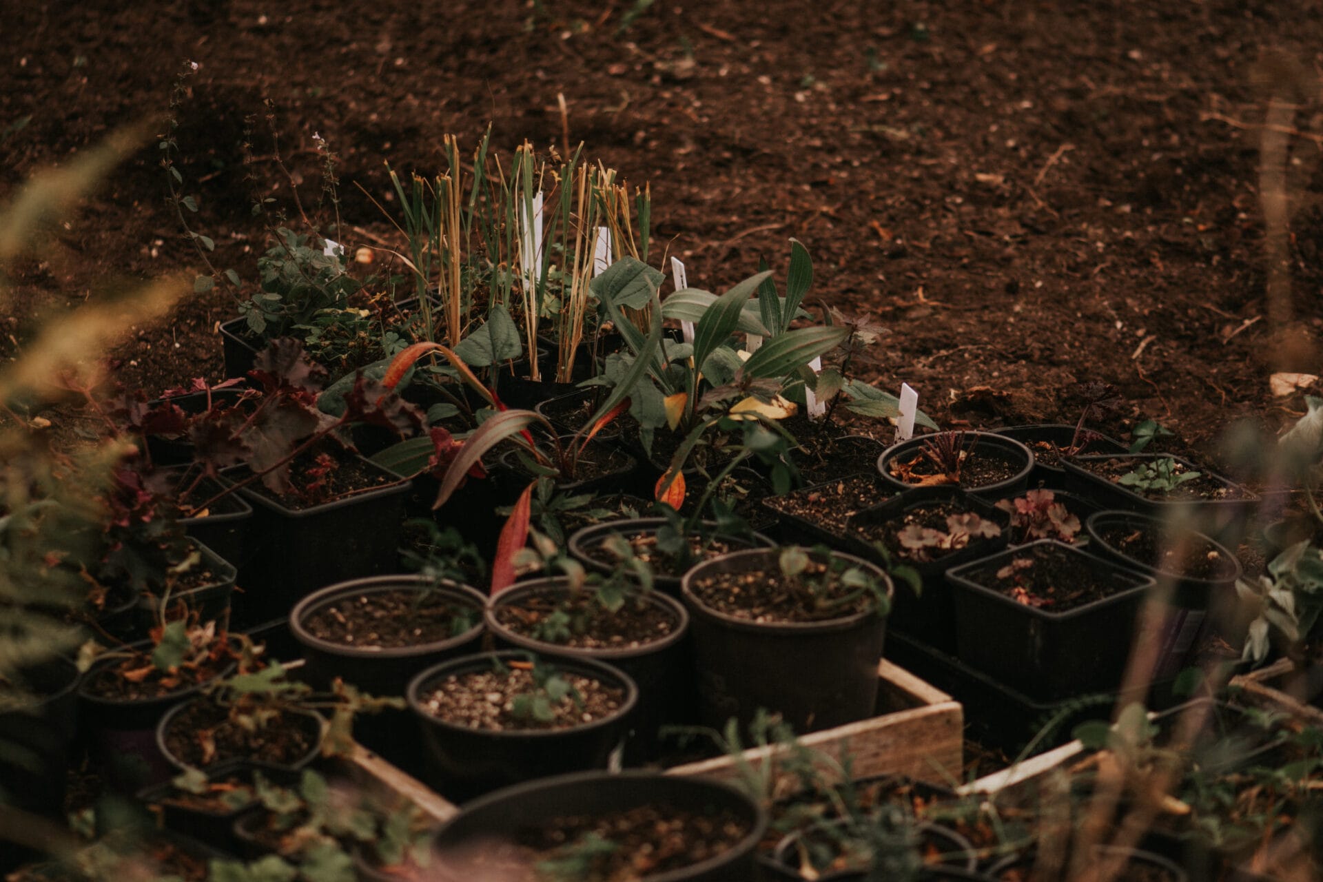 Boring Oat Milk How to prick out and pot seedlings