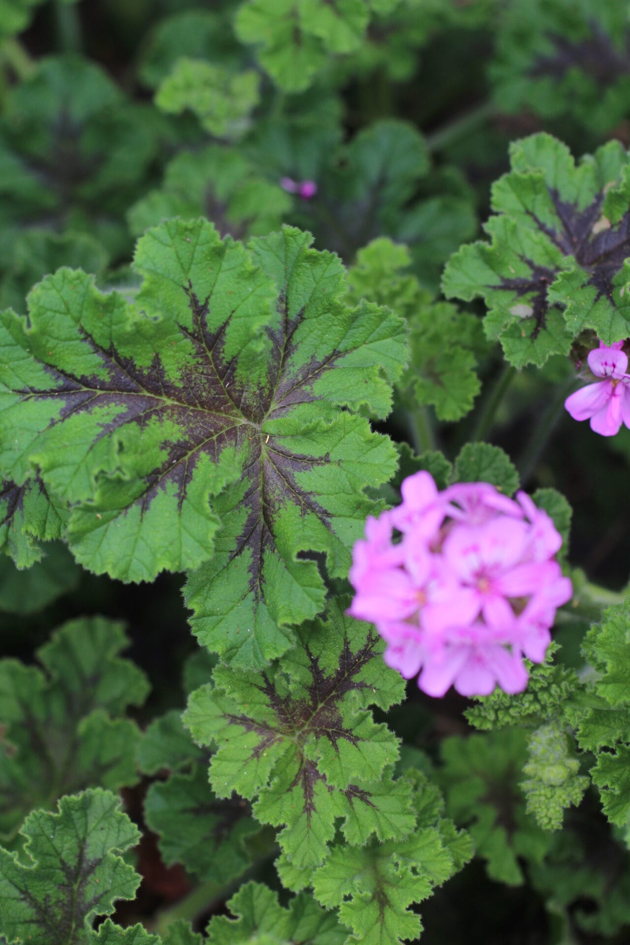 Filler Plant - Pelargonium