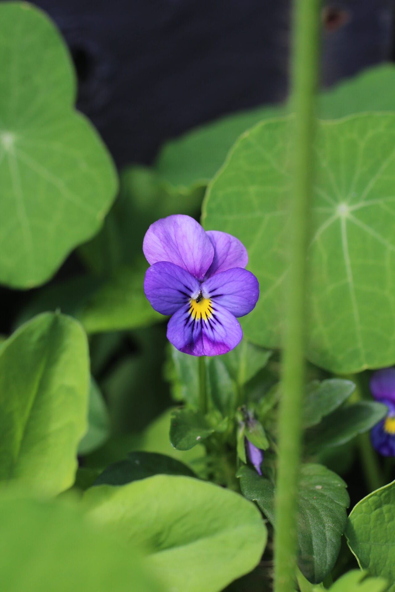 Filler & Trailing plants in combination - Viola + Nasturtium