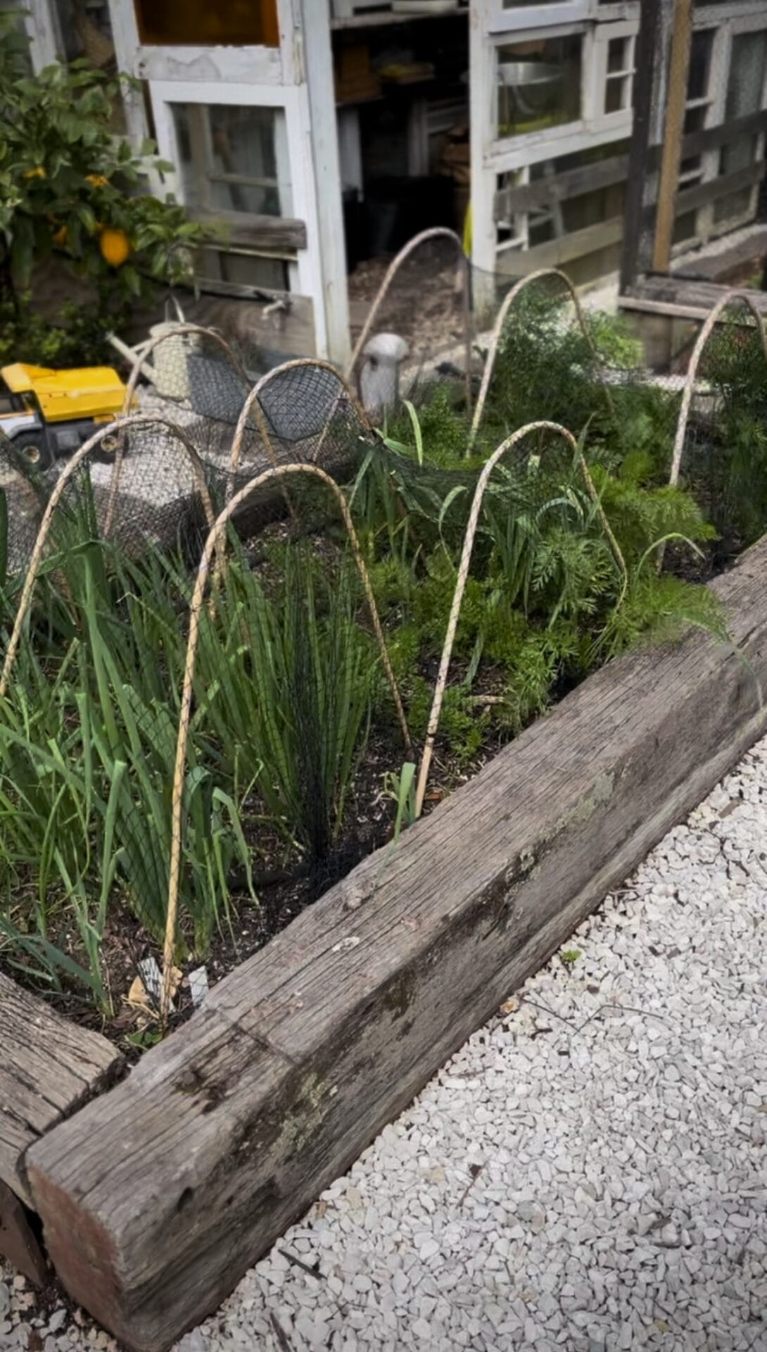 SGS - Phoebe Atkinson spring garden Phoebe Atkinson spring garden