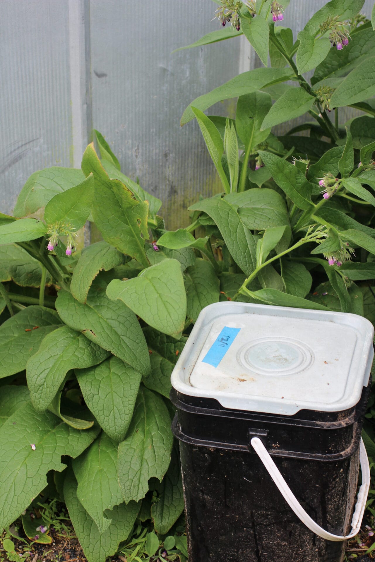 Leave comfrey to soak for several weeks before using in garden