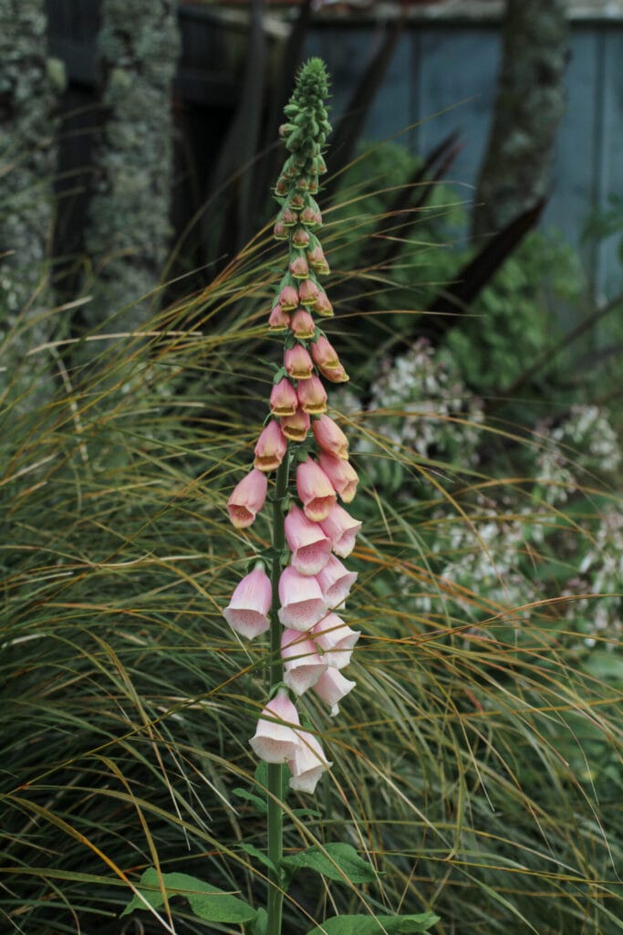 Pollinator gardening - Mix of exotic foxglove with NZ Native grasses, flax and renga renga lily in border garden
