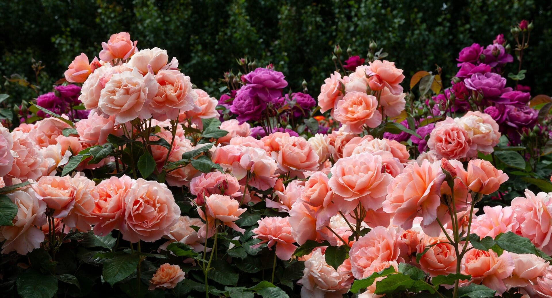 Matthew’s Nurseries Ltd