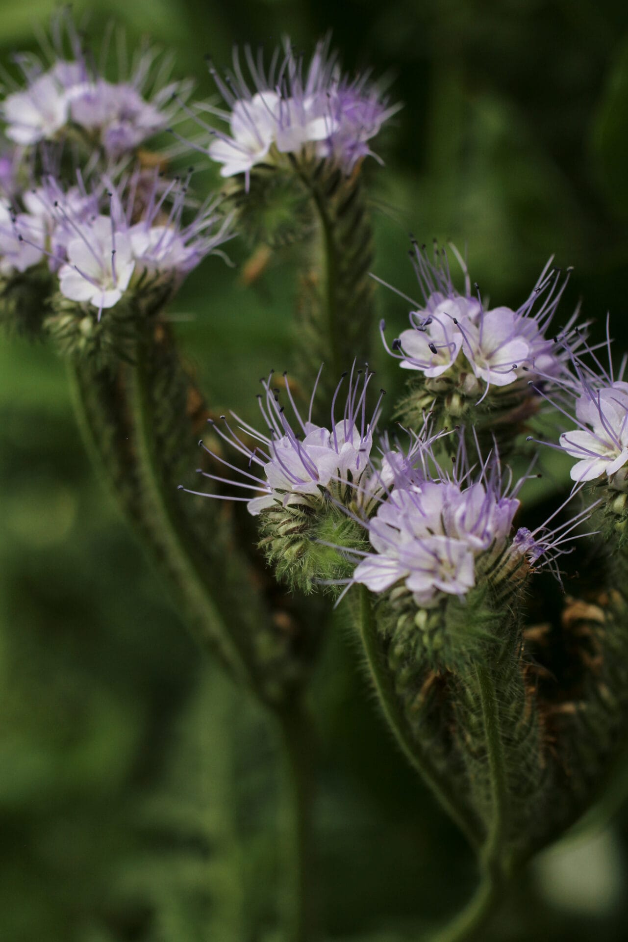 Pollinator gardening - Phacelia Pollinator gardening - Phacelia