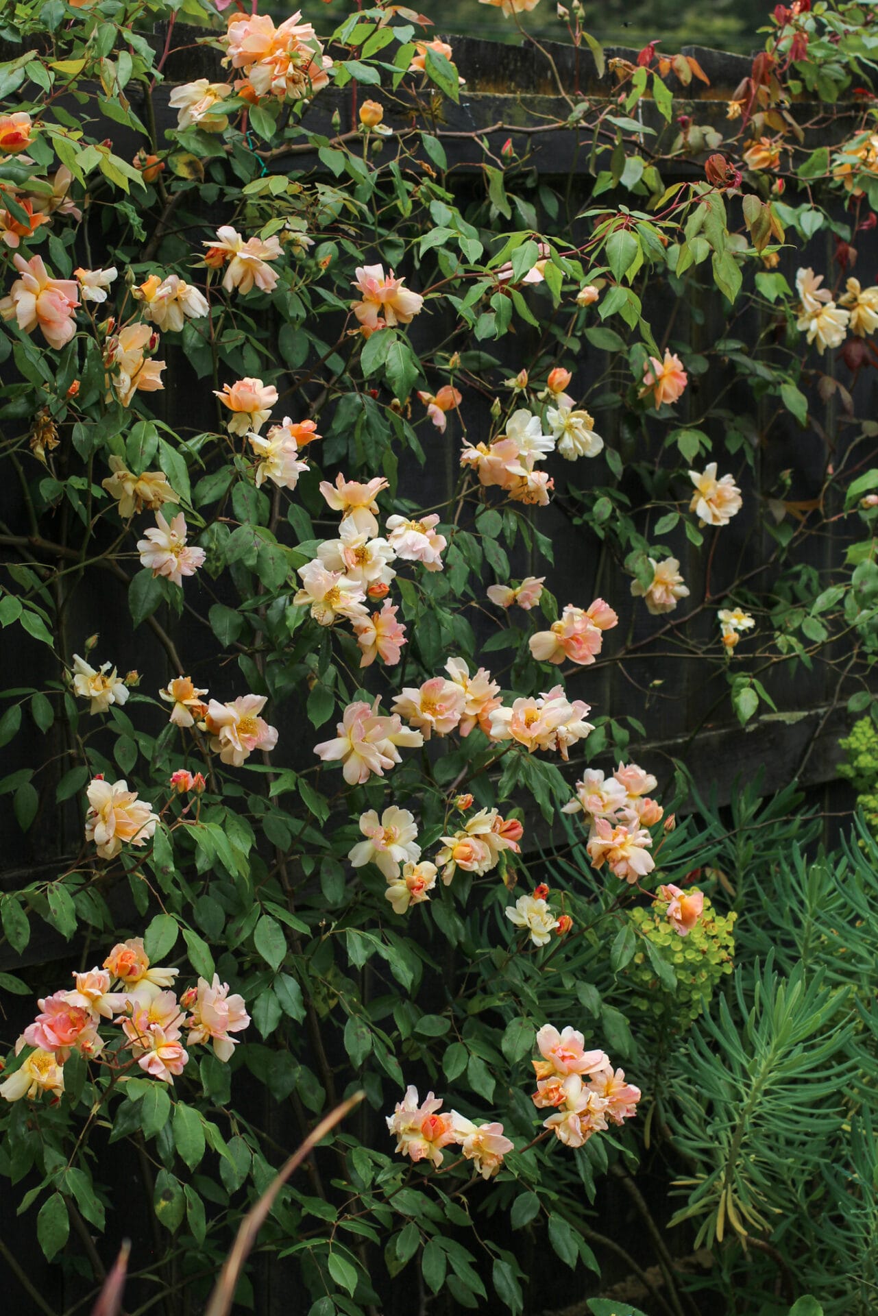 Roses are prone to aphid in spring