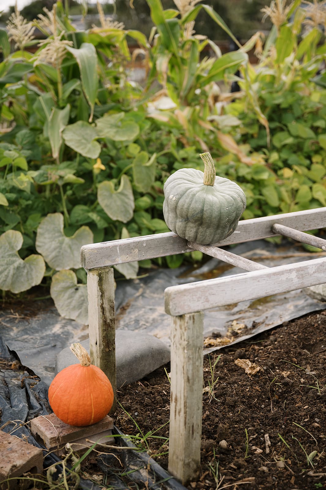 Sage Journal X Good Nature How to support climbing plants