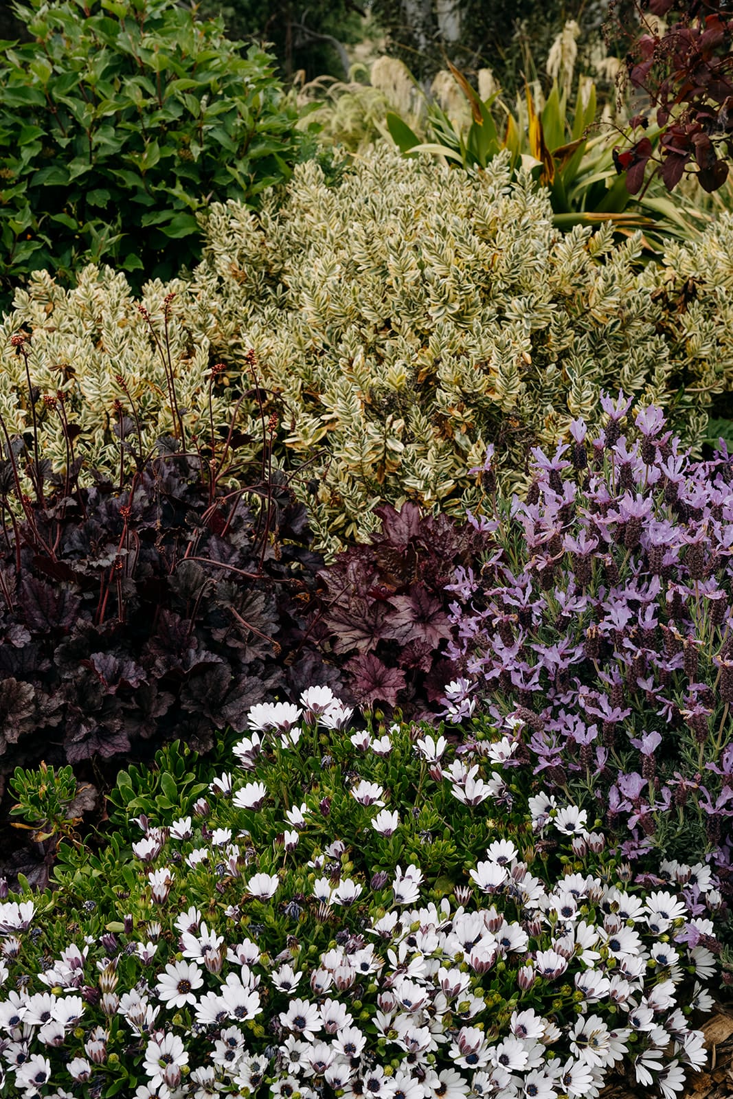 Sage Journal - Tarras