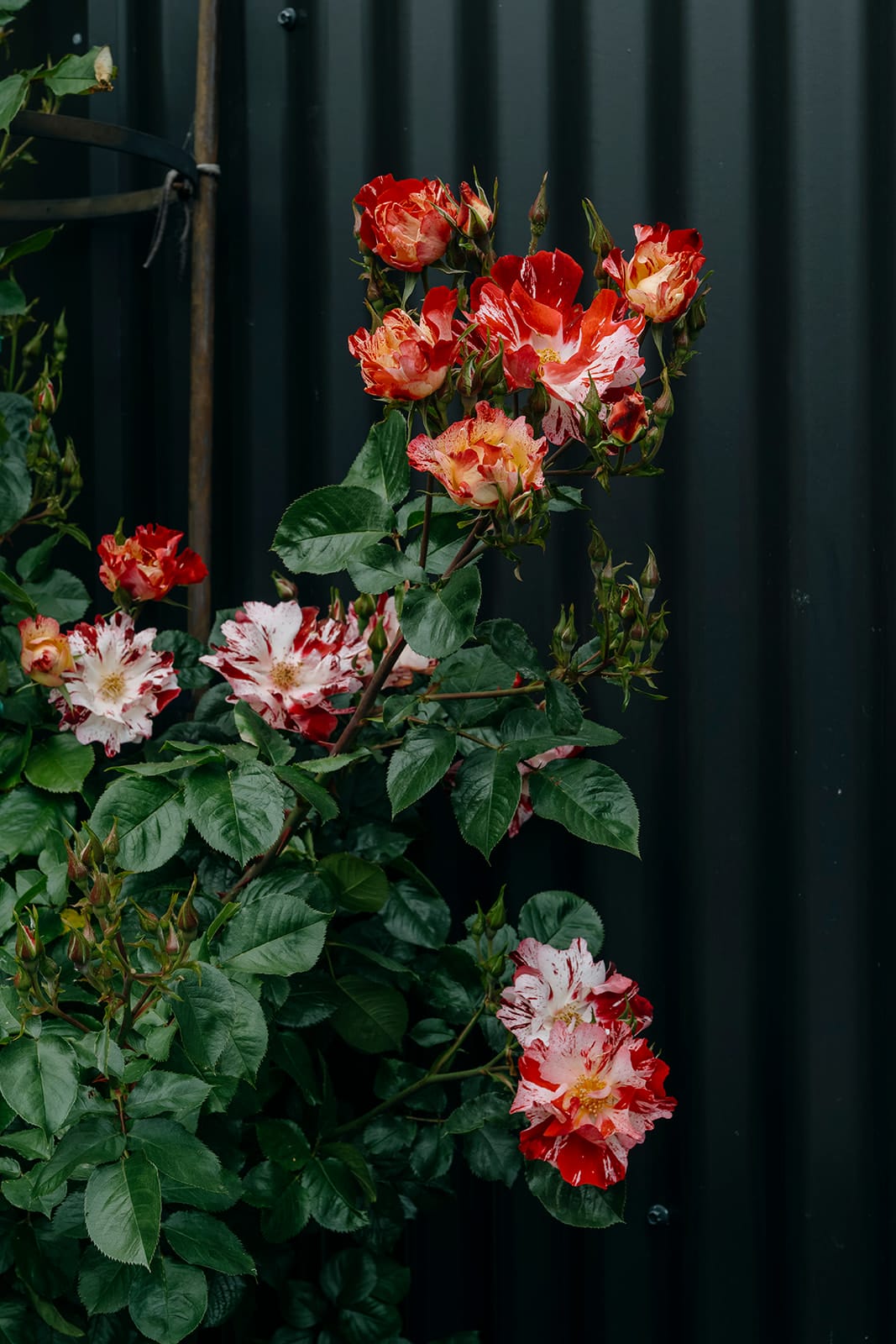 Sage Journal - Tarras