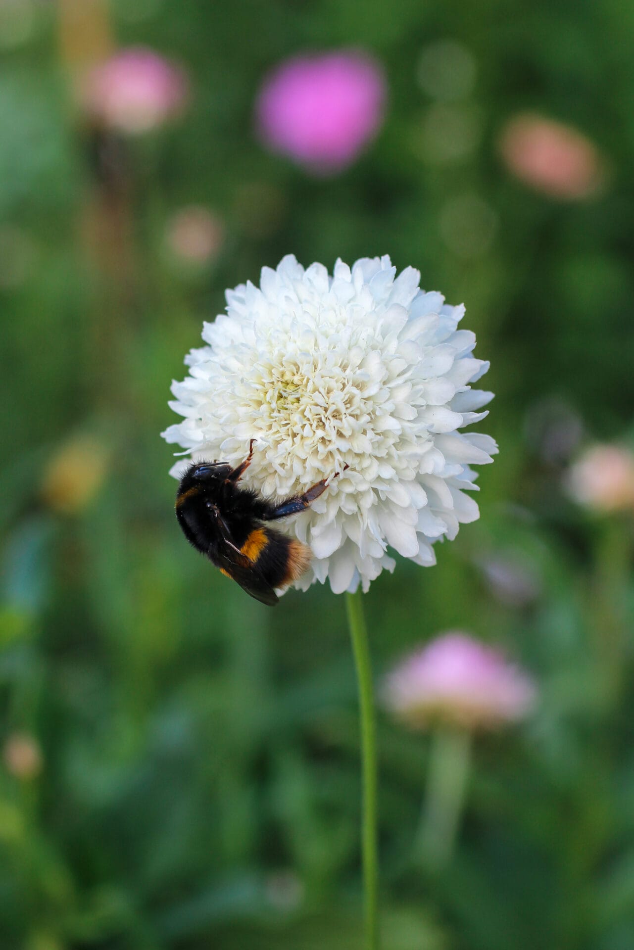 Pollinator gardening - Scabiosa