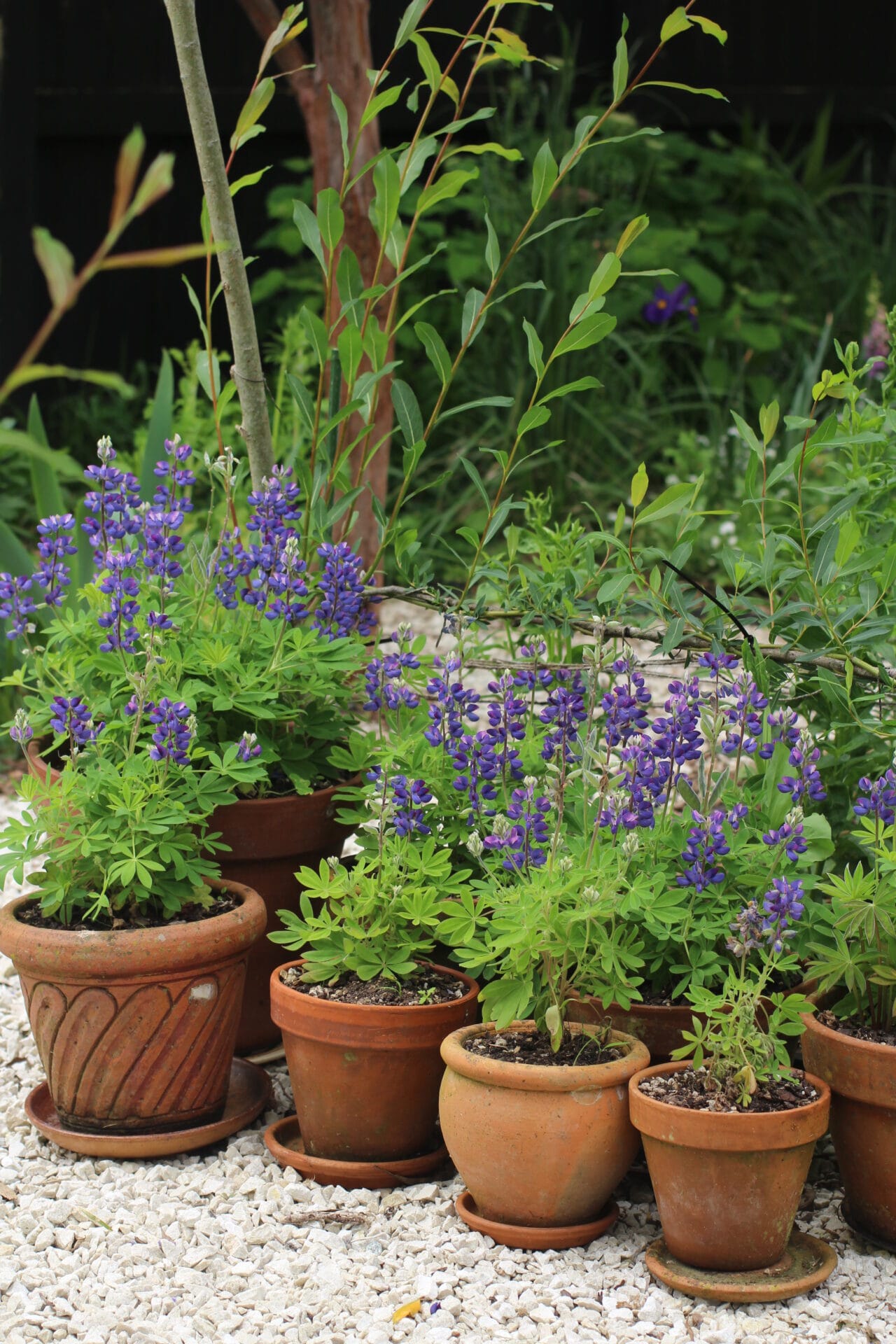 Smaller pots dry out faster in summer