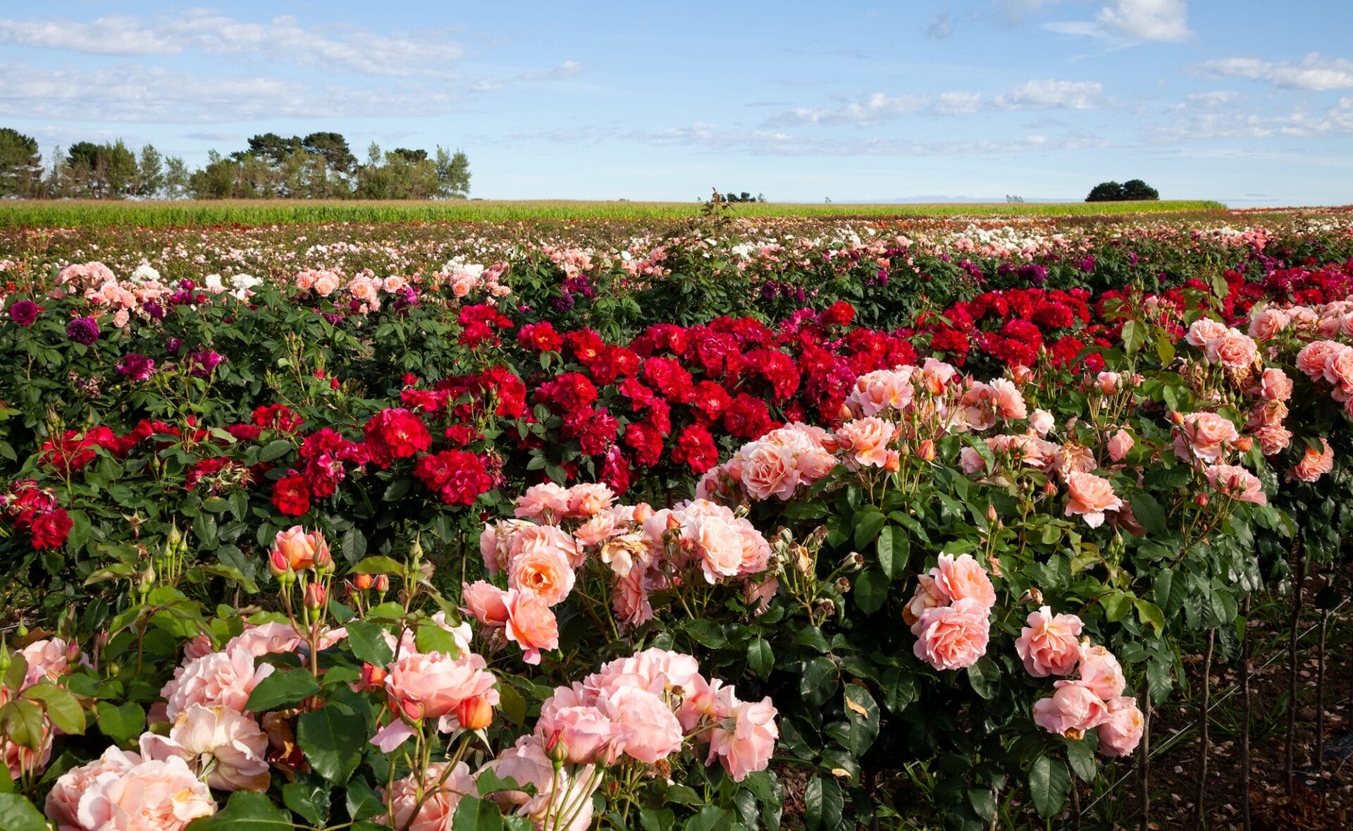 Matthew’s Nurseries Ltd