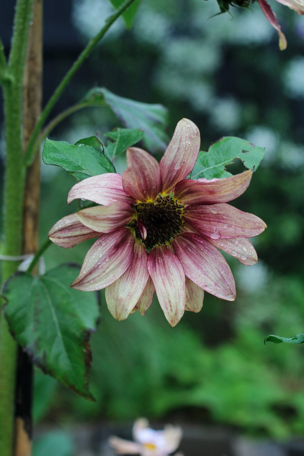 Sunflower Pollinator gardening - Sunflower