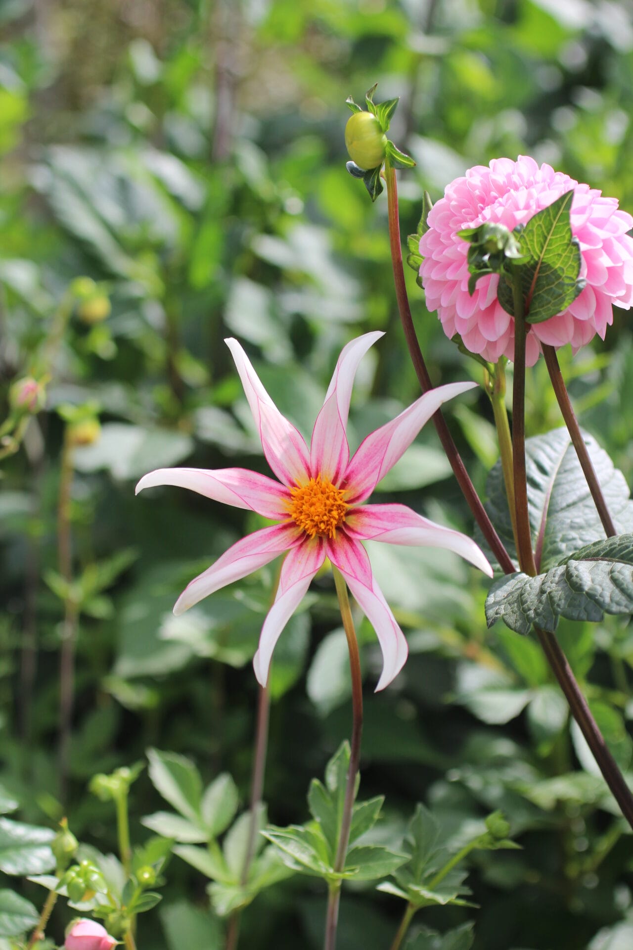 Thriller Plant - Dahlia 'Honka Fragile' is a smaller variety and good for pots