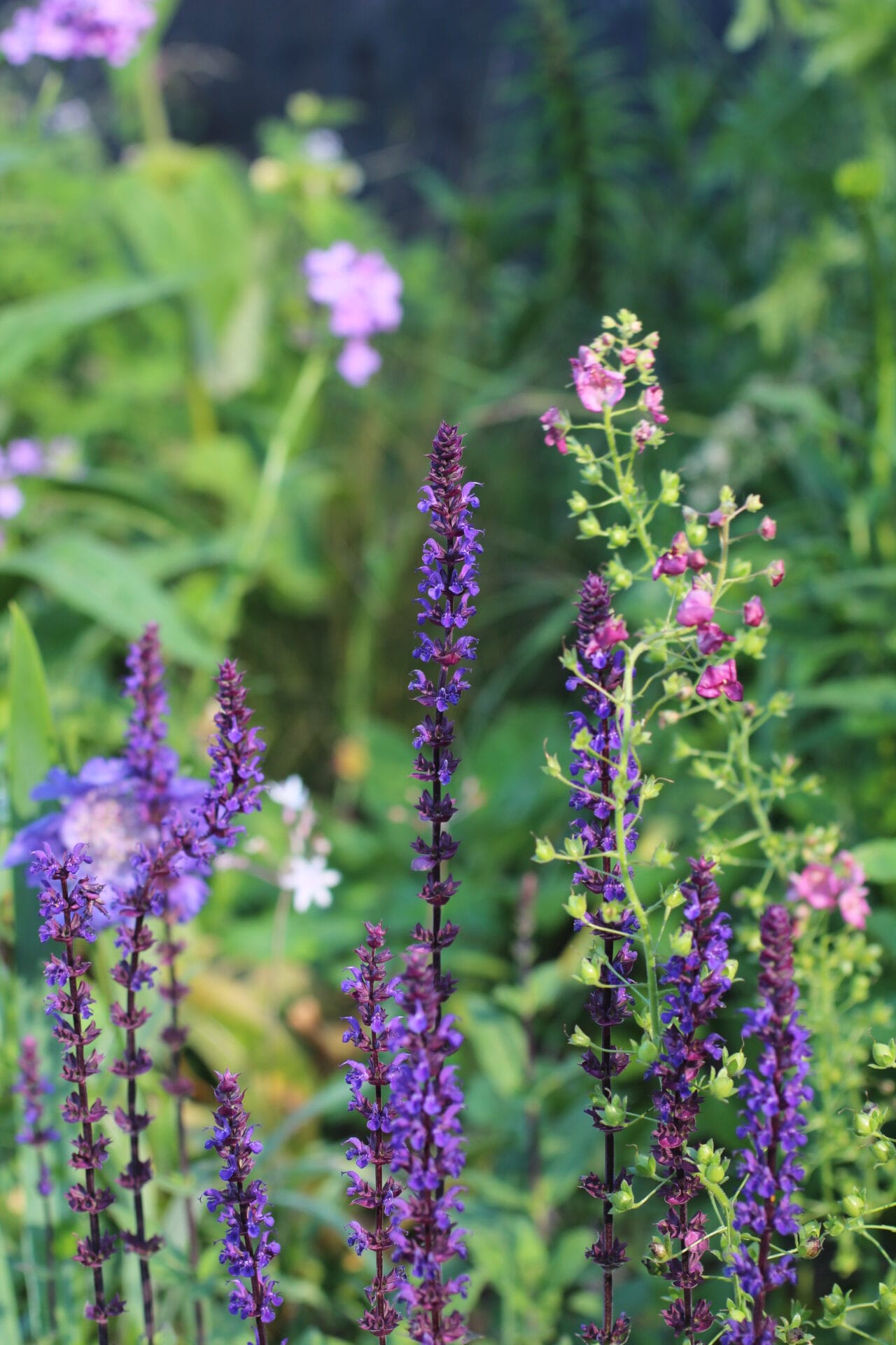 Thriller Plant - Salvia nemorosa 'Caradonna'