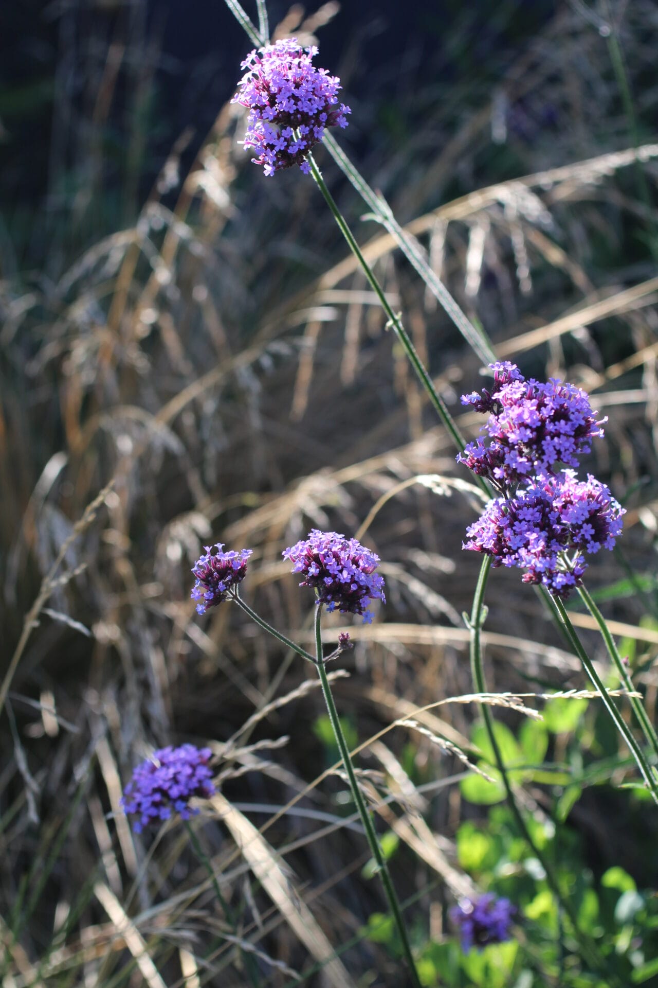 Thriller Plant - Verbena bonariensis