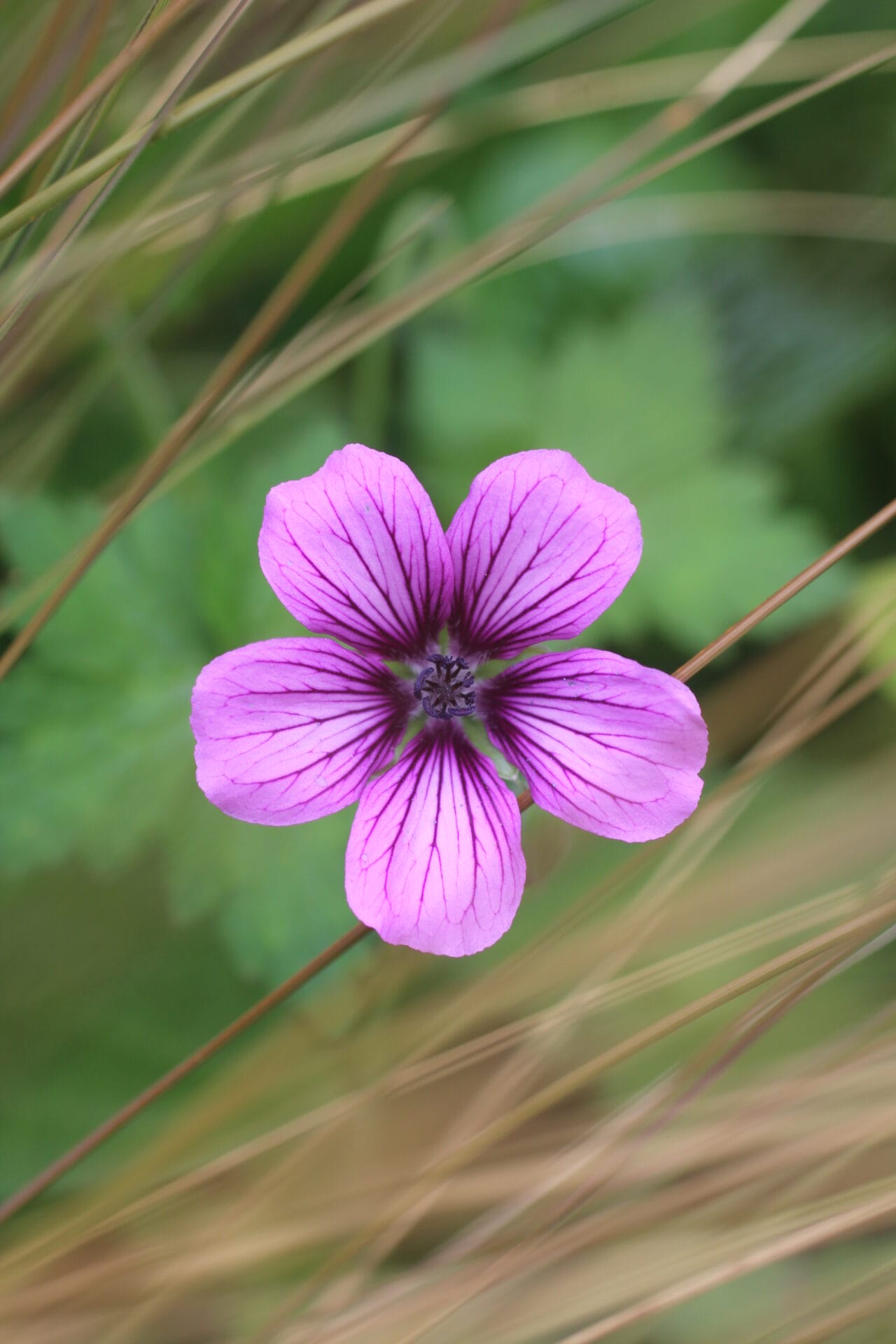 Trailing Plant - Cranesbill Geranium 'Sue Crug'