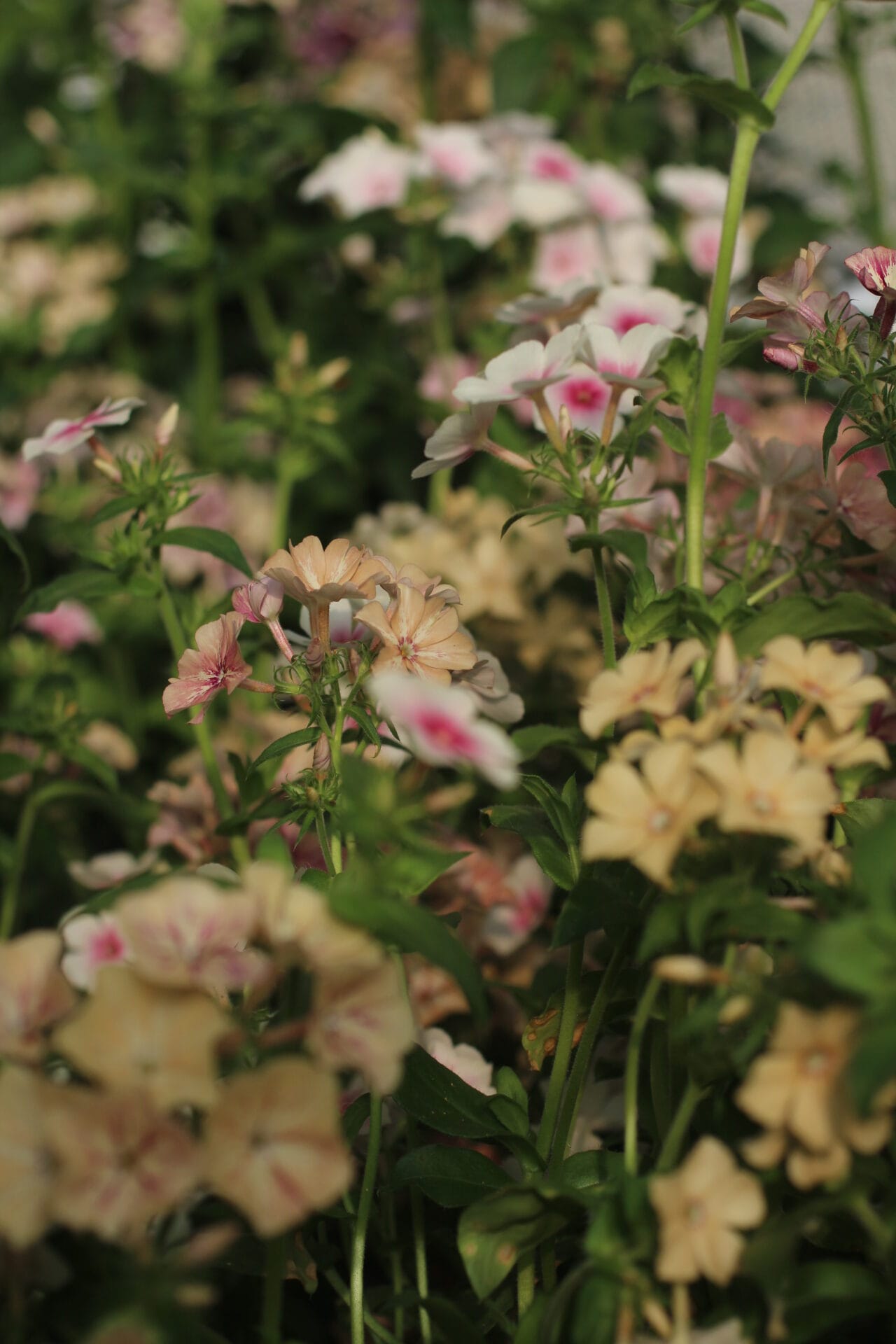 Trailing Plant - Phlox 'Blushing Bride'