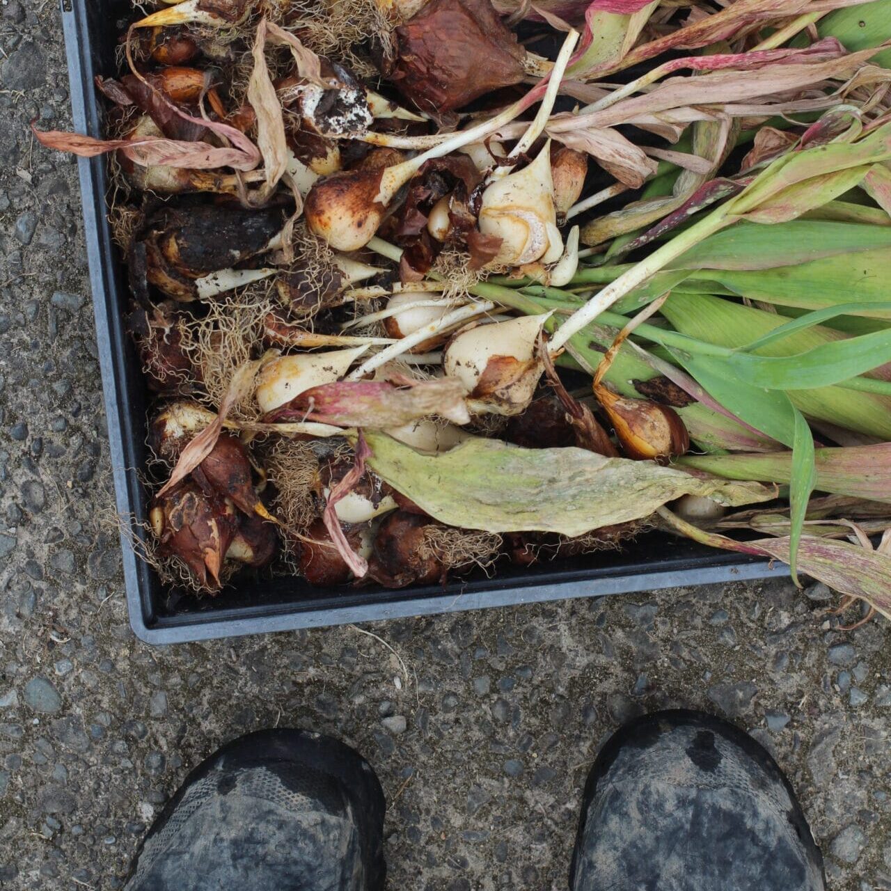 Tulips can be lifted and stored when foliage is beginning to yellow