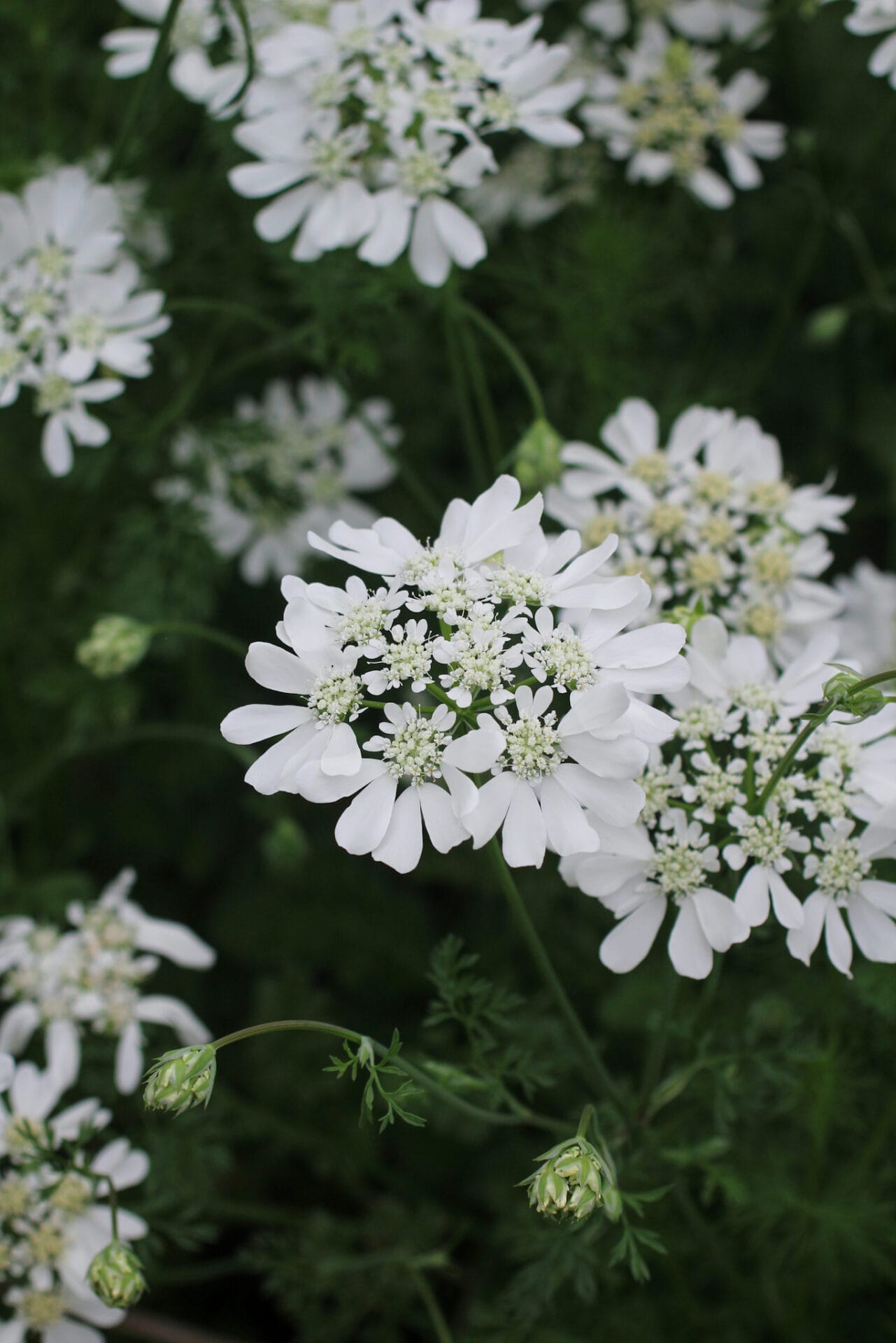 Pollinator gardening - Umbellifer flower Pollinator gardening - Umbellifer flower
