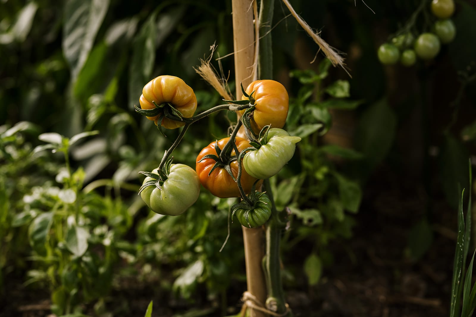 How to support climbing plants