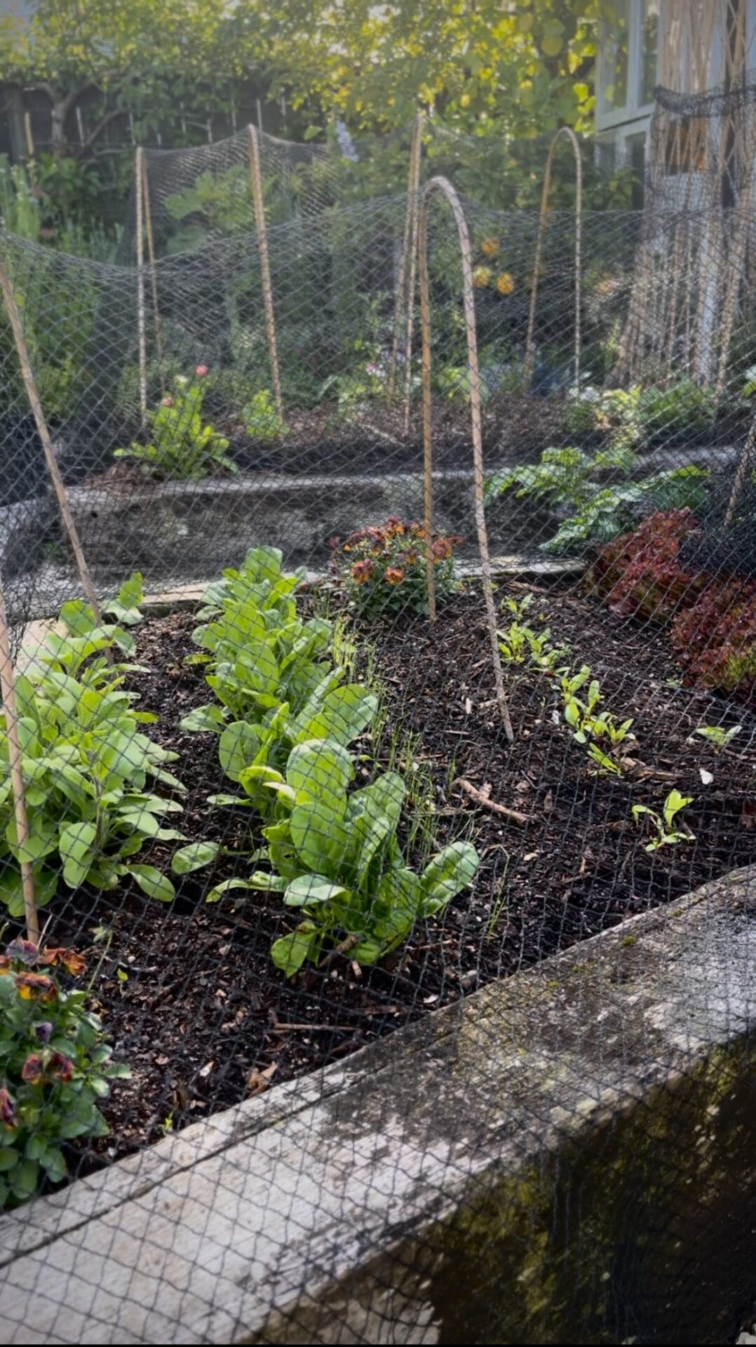 Phoebe Atkinson spring garden