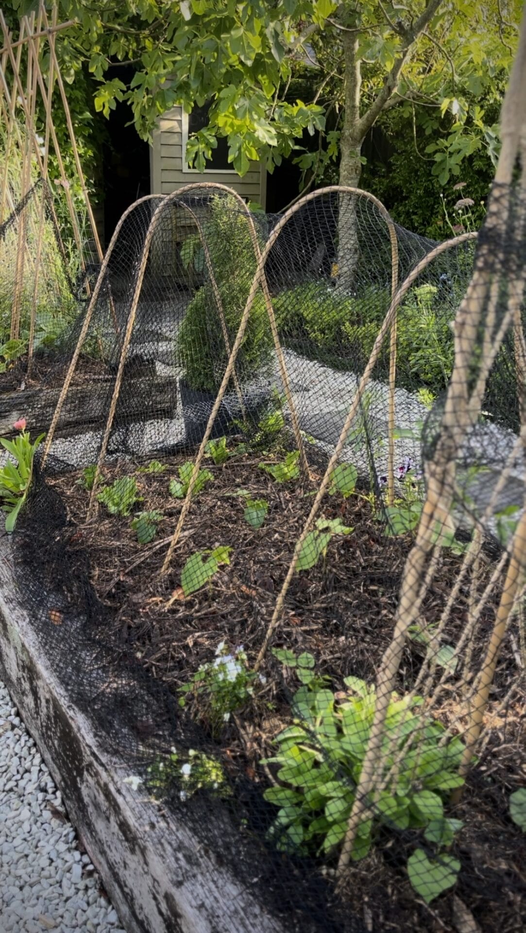 Phoebe Atkinson spring garden