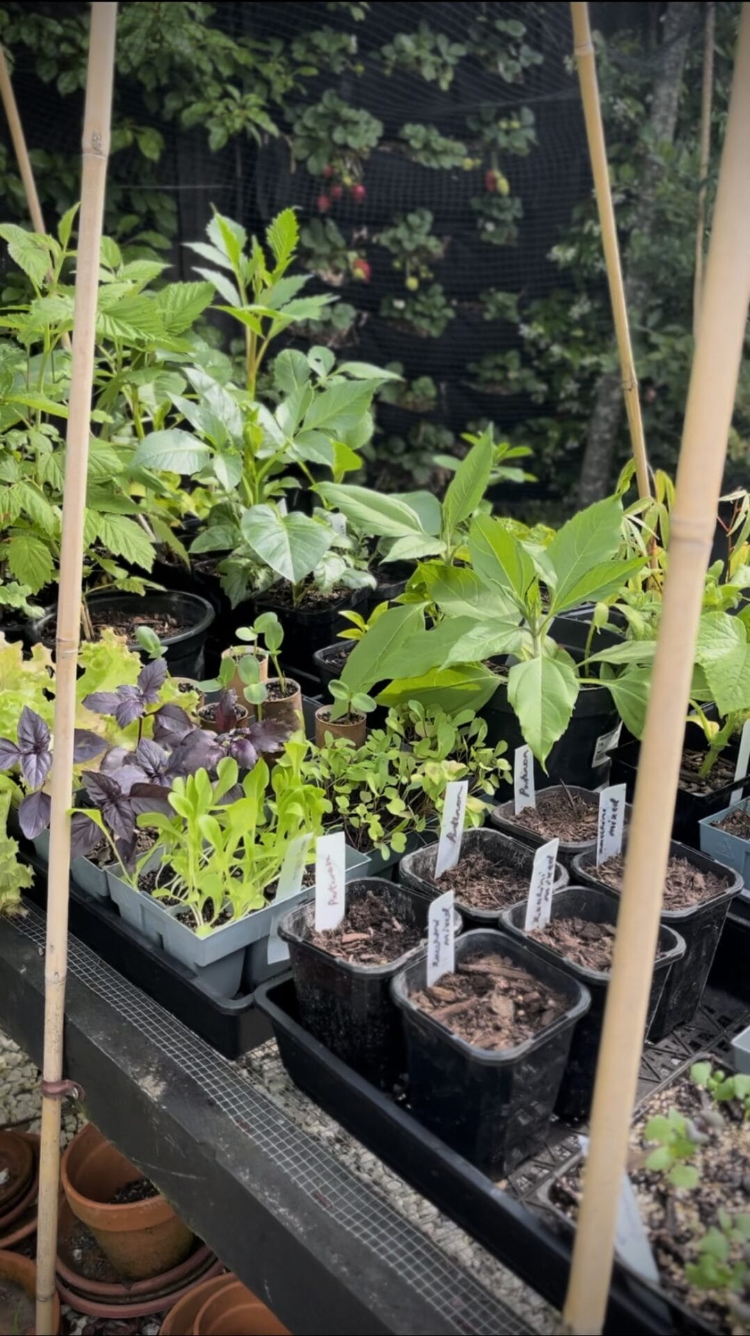 Phoebe Atkinson spring garden